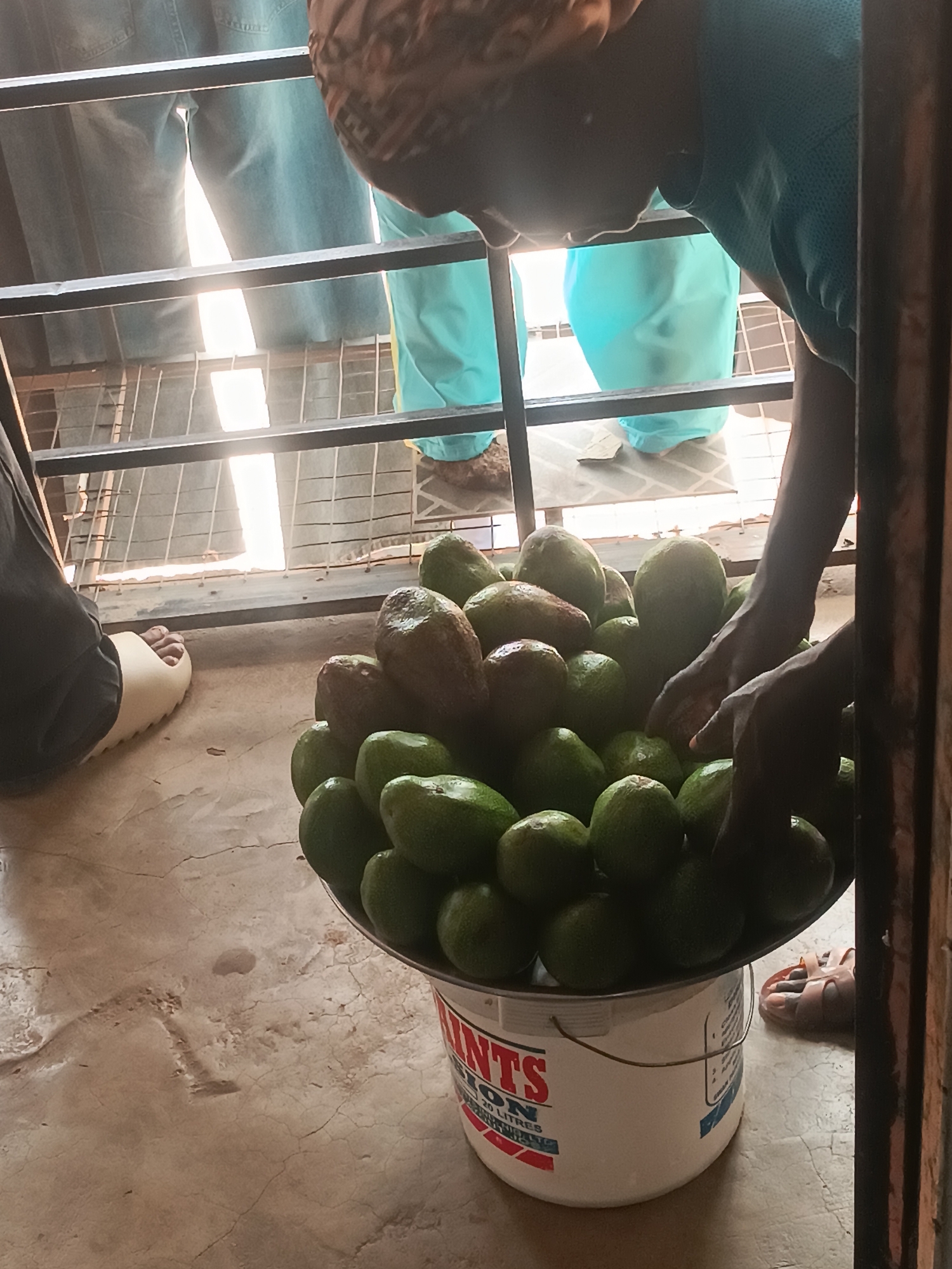 The image shows a street vendor in Bukuru, Nigeria, selling avocados. A middle-aged person with a patterned head covering is leaning over a bucket overflowing with green and brown avocados, their hands reaching into the pile. The bucket is white with red and blue lettering, reading "LINTS 20 LITRES". The surface on which the bucket sits is cracked concrete. Various people stand behind a metal railing, wearing casual clothes. A pair of white slide sandals is visible on the left, and a pair of brown sandals is seen on the right. The background suggests an outdoor, possibly marketplace, setting.