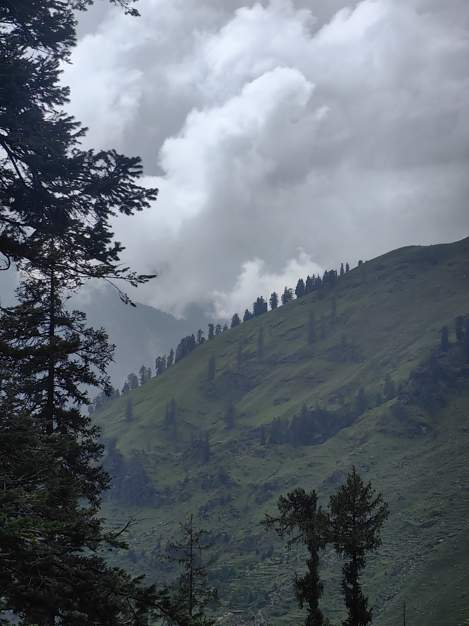 A natural landscape photo is shown with a cloudy sky above. In the foreground, dark green pine trees dominate the left side of the image. Behind the trees, a steep, verdant mountainside stretches diagonally from the lower left to the upper right. Scattered trees are visible on the mountainside. In the background, misty mountains are visible under the cloudy sky. The scene is likely in the city of Palchan, India, a mountainous region known for its natural beauty. The image appears to be taken during the daytime. There are no people, animals, or man-made structures visible other than what appears to be a small, distant village or settlement at the bottom center of the image.