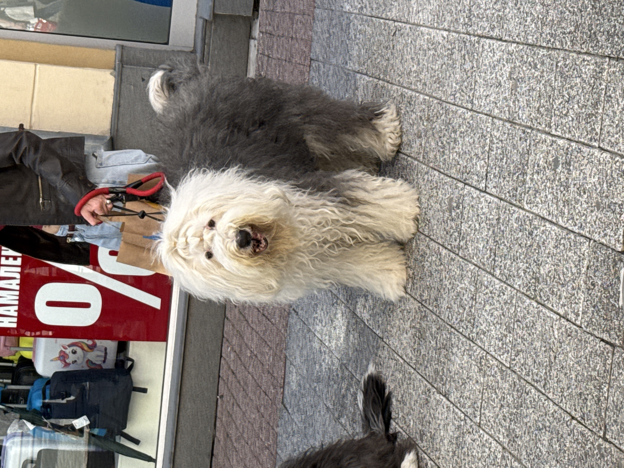 A high-angle, medium shot captures a two-toned Old English Sheepdog (likely) standing on a sidewalk outside a store. The dog has a white/cream-colored coat around its head and upper body and a gray/black coat elsewhere. It appears to be looking directly at the camera, with its mouth slightly open, exposing teeth. The sidewalk consists of gray stone pavers arranged in a diagonal pattern.
Behind the dog, a person's hand is visible holding a red leash connected to the dog. Parts of the person's clothing, including a black leather jacket and blue denim jeans, are partially visible. To the left, a display window features a red sign with a white "0" and Cyrillic text. Behind the sign are retail items, including a black backpack, a unicorn-themed case, and other luggage.
The location is implied to be in the city of Plovdiv, Bulgaria, though this detail is not explicitly visible in the image.