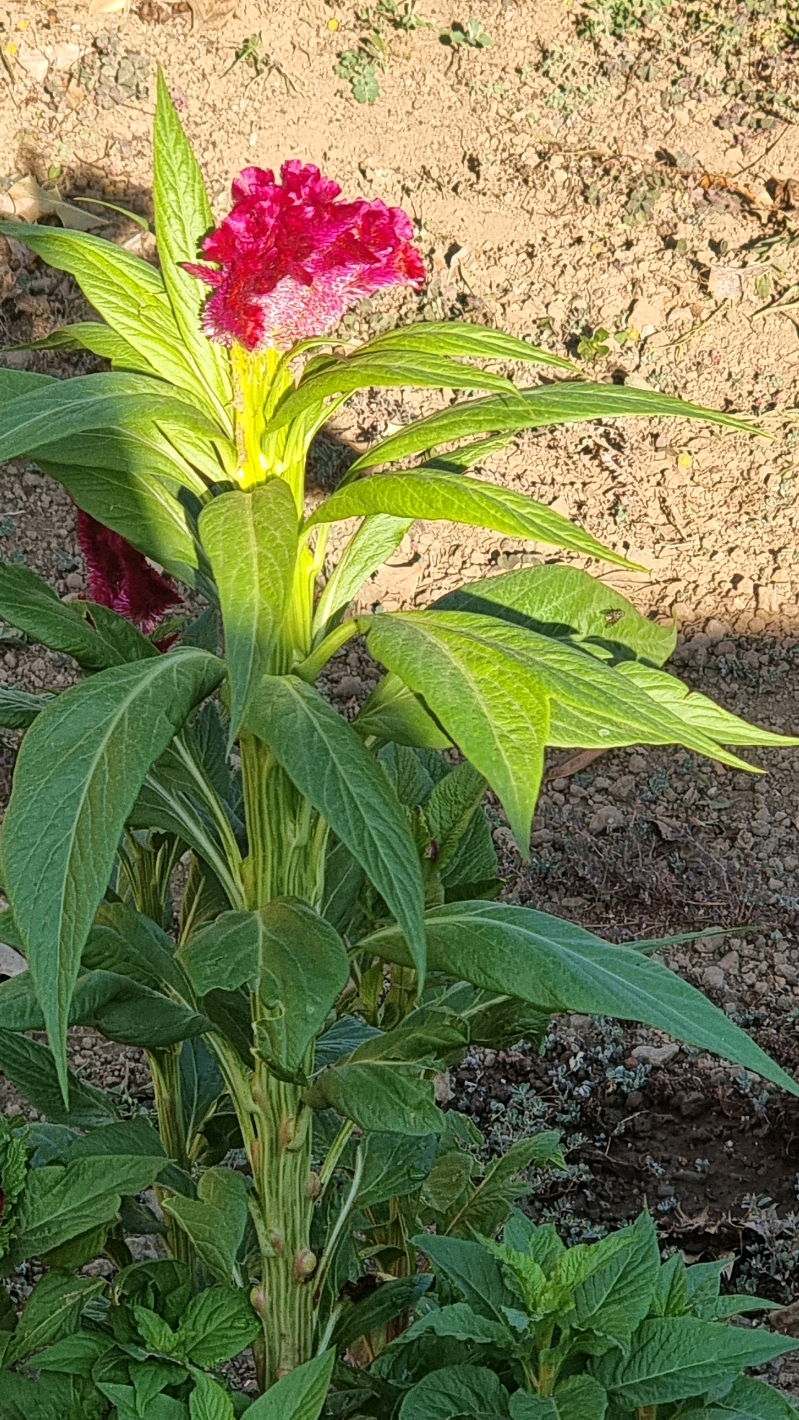 A single, vibrant magenta celosia flower, known for its feathery crest, stands tall against a backdrop of dry, sandy soil in Sant Joan Les Fonts, Spain. The flower's unique texture, a mix of velvety petals and delicate frills, is illuminated by the warm, late afternoon sun, casting subtle shadows on its velvety surface. The plant's thick, green stalks are adorned with numerous large, lance-shaped leaves, their veins clearly defined and their surfaces catching the light. The surrounding ground is a mosaic of dried earth, interspersed with small pebbles and sparse, low-lying green foliage. The scene is devoid of human presence, focusing entirely on the solitary beauty of the flower and its immediate environment.