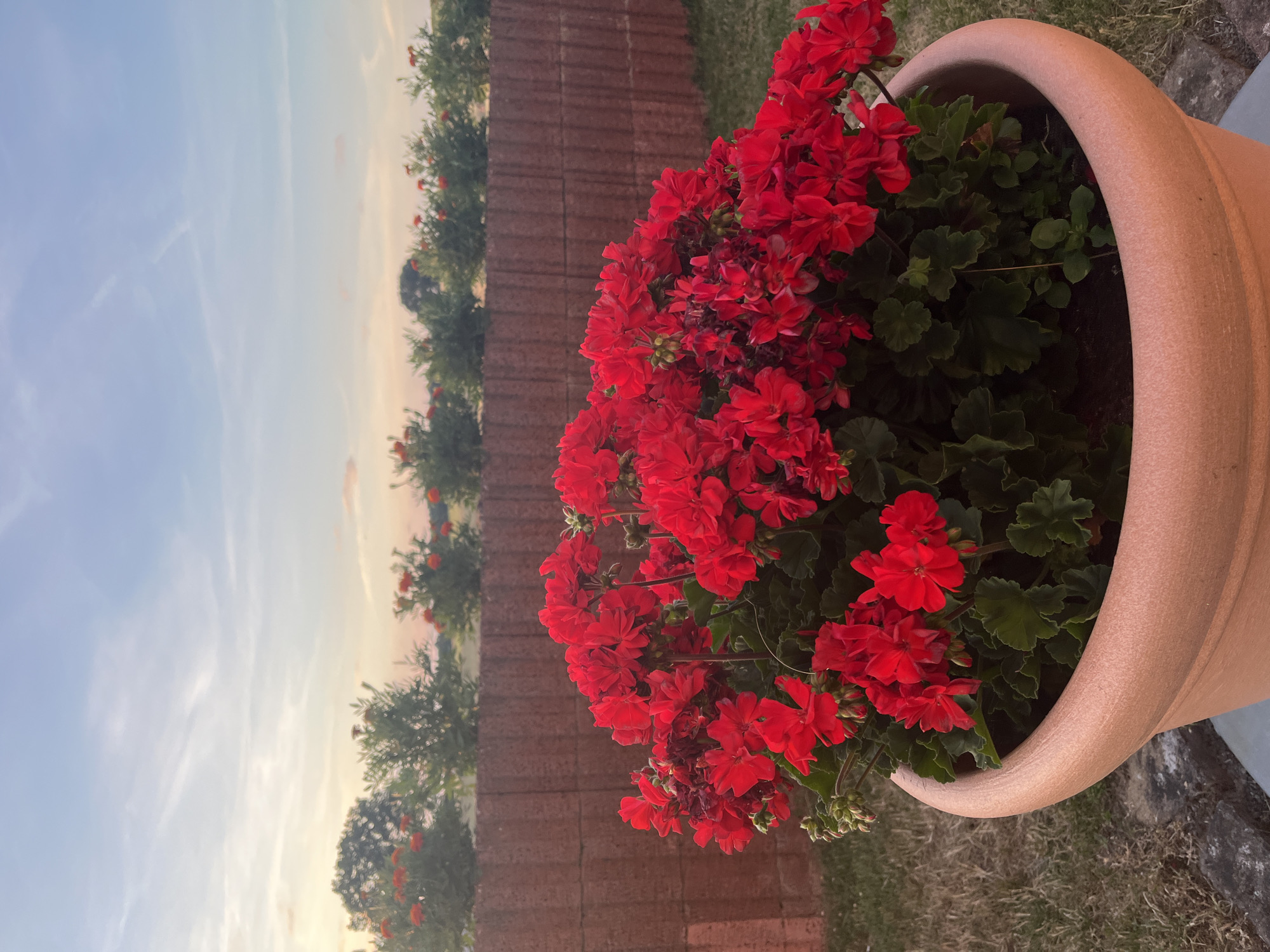A terracotta pot filled with bright red geraniums sits in the foreground of an outdoor scene. Behind the pot is a low, reddish-brown brick wall. Beyond the wall, a row of green bushes with scattered red flowers, possibly marigolds, is visible, backed by a line of trees. The sky above is a soft blue with wispy white clouds, tinged with the warm hues of sunset. The ground is covered in dry grass. The image is taken in Neustadt, Germany. There are no people or animals visible in the image.