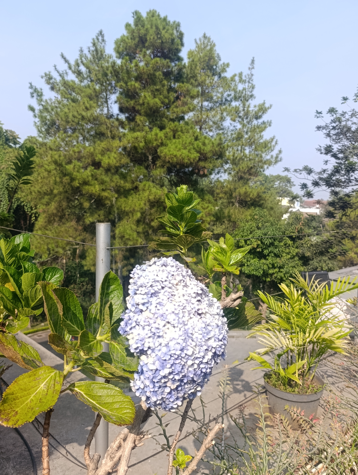 The image depicts a bright, outdoor scene on a clear day, likely in Cihanjuang, Indonesia, given the lush vegetation and architecture visible. In the foreground, a cluster of light purple hydrangea blooms is prominent, surrounded by vibrant green leaves and woody stems. To the right, a potted palm plant with slender, variegated leaves adds another layer of greenery. The ground appears to be paved, with shadows cast by the plants. In the background, a tall silver pole stands out, possibly a fence post, with wires running horizontally behind it. Beyond the immediate foreground, a dense forest of tall green trees, predominantly pine trees, dominates the landscape. In the distance, glimpses of buildings with white walls and terracotta roofs suggest a residential or urban fringe area. The sky is a clear, pale blue. There are no people or animals visible in the image.