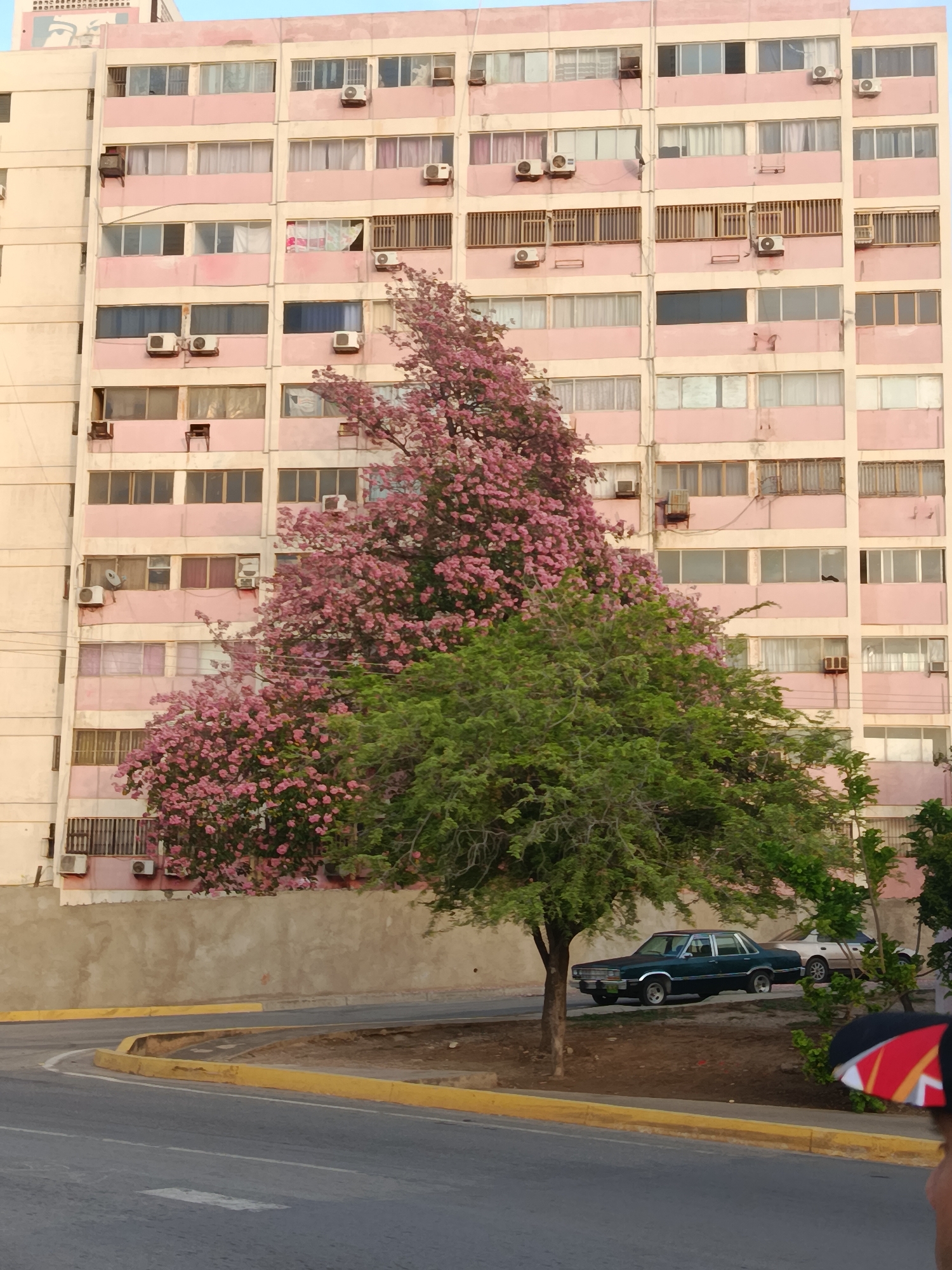 The image depicts a street scene in Juan Griego, Venezuela. A tall, pastel pink apartment building with numerous windows and visible air conditioning units dominates the background. In front of the building, a large tree with vibrant pink blossoms is in full bloom, contrasting with the green foliage of a second, larger tree. Two cars are parked on the right side of the street, one a dark green sedan and another lighter-colored car behind it. A grey asphalt road with yellow curb markings curves through the foreground. A person's arm holding a colorful umbrella is partially visible on the far right of the frame. The lighting suggests it is daytime, with a slightly hazy sky.