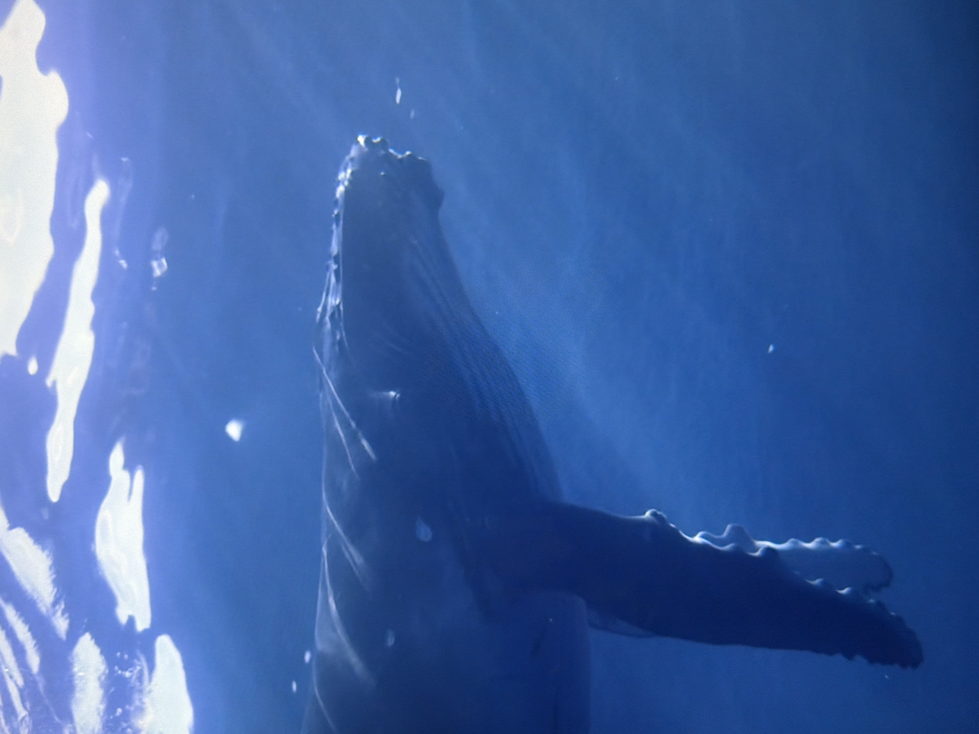 The image shows a large, dark-colored whale swimming underwater. The whale's body is mostly visible, with its head and tail section partially obscured by the blue water. Sunlight filters through the water's surface, creating bright highlights on the whale's skin and illuminating the surrounding environment. The water appears clear and deep blue. There is no indication of the city of Kyiv, Ukraine in this image.