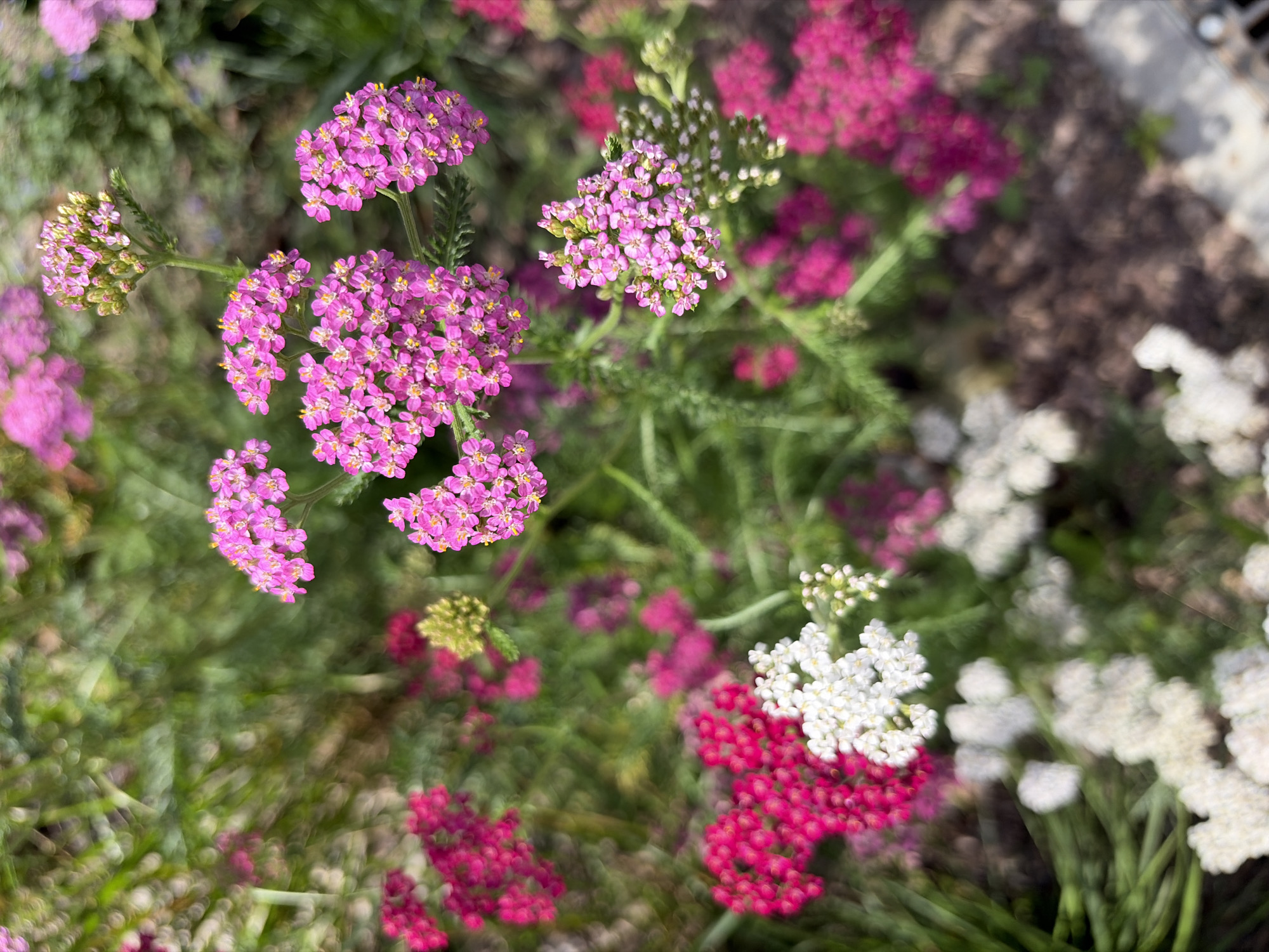A high-angle medium shot captures a close-up view of various pink and white yarrow flowers (Achillea millefolium) in bloom, with some dark pink clusters also visible. The flowers are arranged in dense, flattened clusters, with delicate petals radiating from a central point. The foliage is a vibrant green and feathery. The background is blurred, suggesting a shallow depth of field, with hints of more green foliage and possibly some brown soil or mulch on the ground in the lower right portion of the frame. There are no people or discernible man-made objects in the image, making it difficult to ascertain a specific location within Krasnogorsk, Russia, or any particular action or interaction. The overall impression is that of a natural, cultivated garden setting during daylight hours.