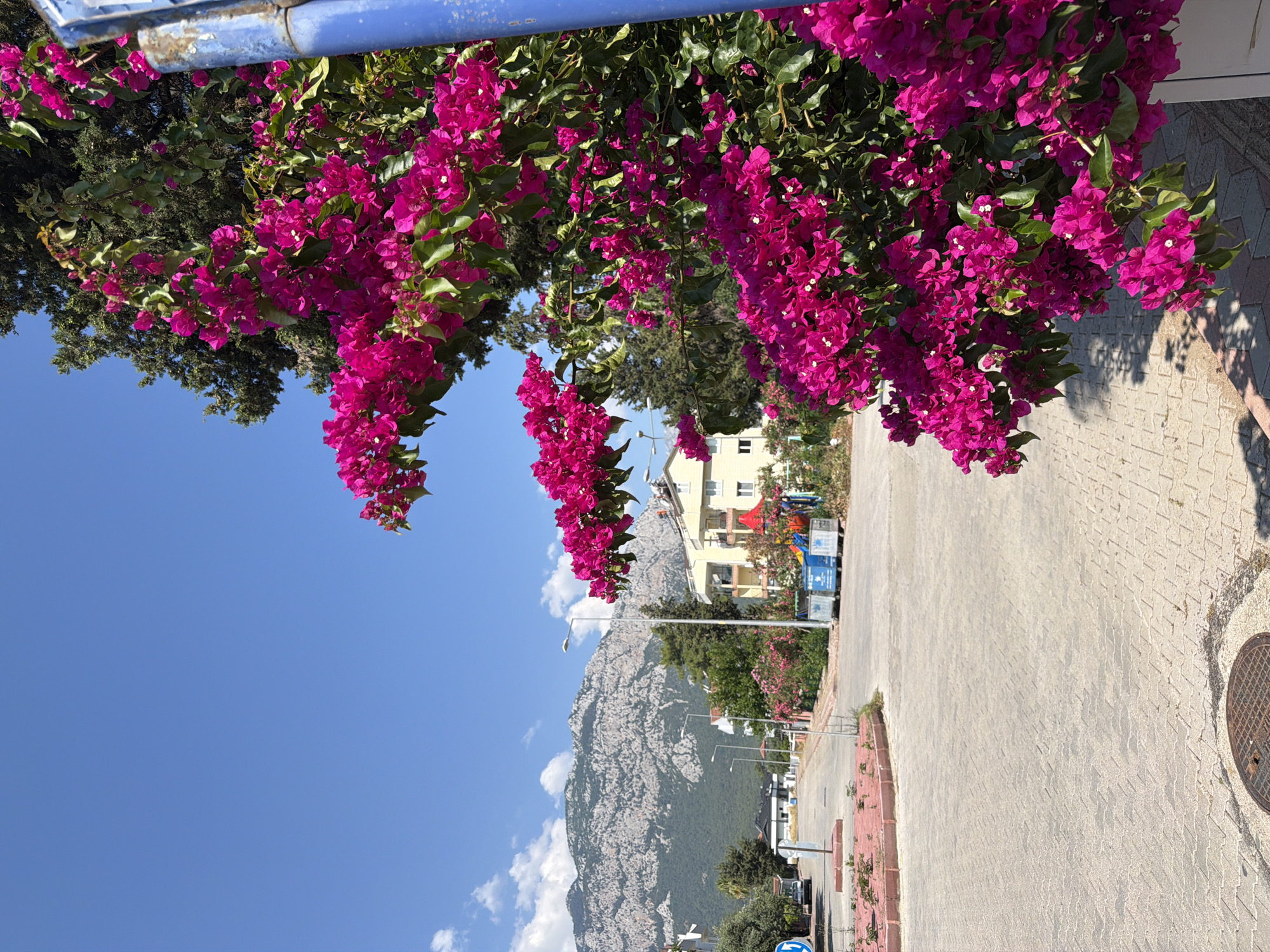 An outdoor, eye-level, medium shot captures a bright, sunny day in a semi-urban setting. In the foreground, a vibrant bush of fuchsia bougainvillea flowers cascades down, partially obscuring the view of a street and buildings. The flowers are the dominant visual element, with their rich color contrasting against the muted tones of the surrounding environment.
The street in the mid-ground is paved with interlocking bricks and features a circular intersection. A blue traffic sign is visible on the left. Further down the street, several buildings are present, including a light-yellow, multi-story structure with balconies, and smaller, modern residential buildings. Two blue dumpsters and a colorful playground structure are situated near the buildings.
In the background, a majestic, rocky mountain range dominates the skyline, its slopes partially covered in greenery. The sky is a clear, deep blue, with a few wispy white clouds scattered across it. A tall, dark green tree stands behind the bougainvillea, and a weathered blue pole is visible on the right edge of the frame. The scene appears to be in a Mediterranean or similar climate, given the architecture and vegetation.