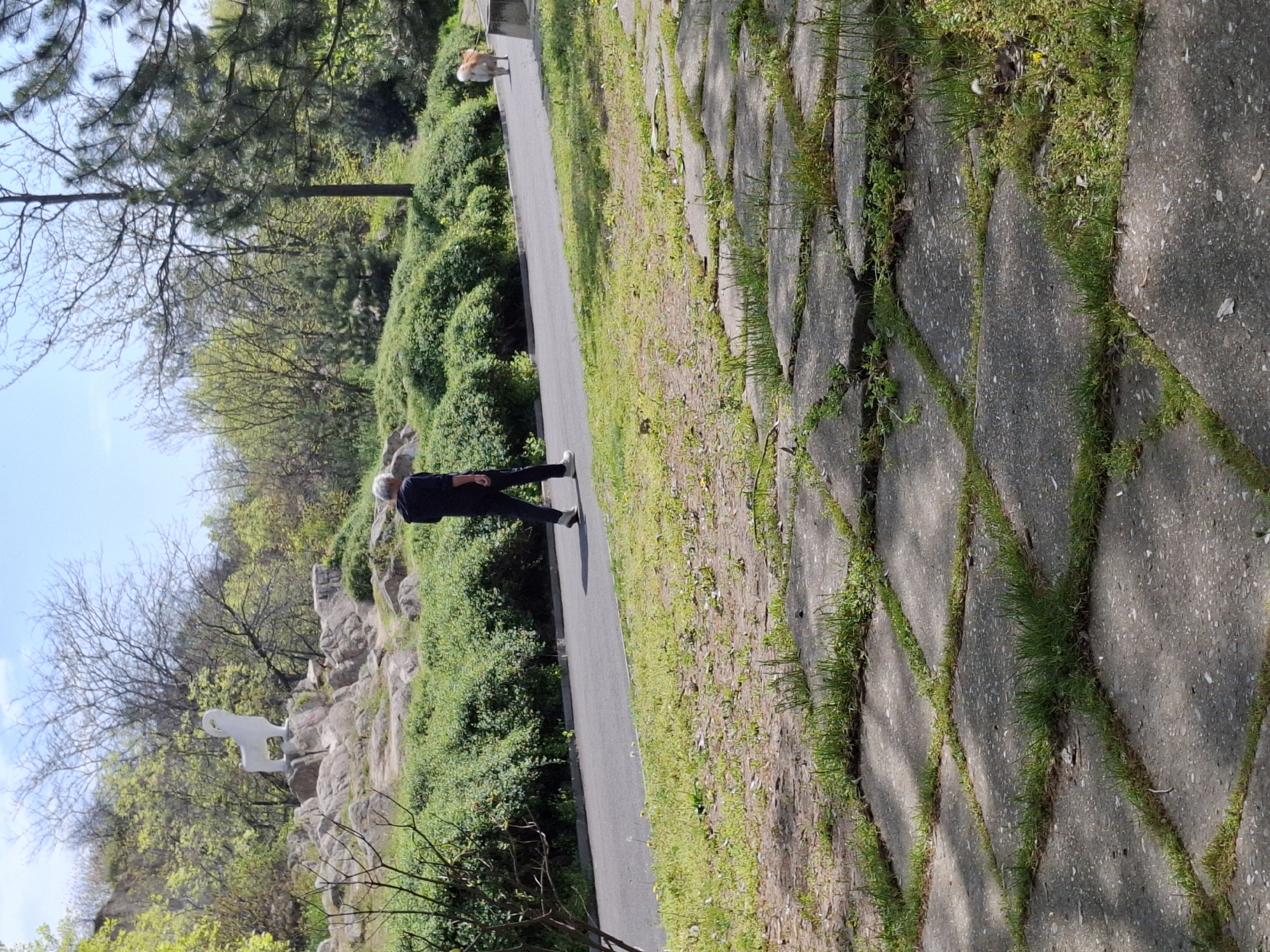 This image captures an outdoor scene, likely a park or a natural reserve, set in Plovdiv, Bulgaria, on a bright, sunny day. The clear blue sky indicates fair weather.
The primary subjects are a person and a dog walking on a paved path. The person, an adult, is seen from behind, wearing dark clothing (a dark top and trousers) and white athletic shoes, and appears to be walking leisurely. A fluffy, light brown and white dog walks a short distance ahead of the person on the same path, moving in the same direction.
The path itself is a prominent feature, divided into two distinct sections. On the left, it's a smooth, dark asphalt or concrete surface where the person and dog are walking. To the right, it transitions into an older, more textured section composed of irregular, light grey flagstones or cobblestones. Lush green grass grows vigorously in the gaps and cracks between these stones, suggesting a slightly overgrown or rustic charm. Shadows from unseen foliage fall across this flagstone section.
The surroundings are heavily vegetated with a mix of trees, bushes, and greenery. On the left side of the path, there's a rocky hillside dotted with dense green bushes and some trees, including a large deciduous tree with mostly bare branches, indicating early spring or late winter. Further back, on this rocky terrain, a white, stylized statue of an animal, possibly a horse or a lion, is prominently visible. More trees and greenery line both sides of the path, contributing to a natural, park-like atmosphere. No visible text is present in the image.