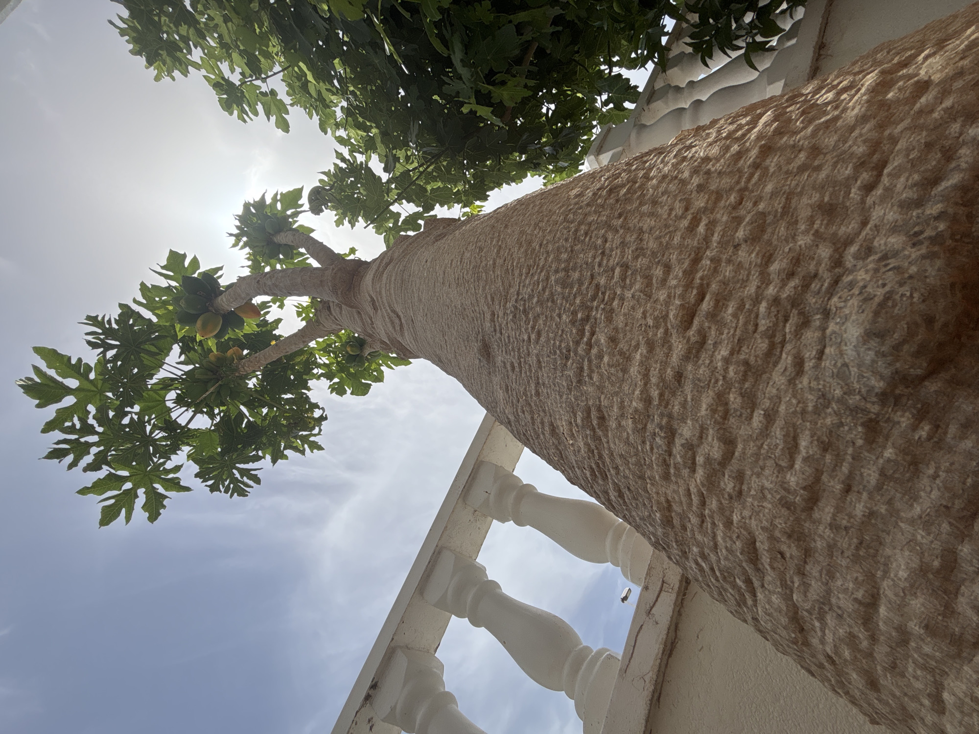 The image, taken from a low angle, shows a papaya tree with ripe fruit. The tree's trunk is thick and textured, and its branches extend upwards towards a bright sky with scattered clouds. To the left of the tree, a white balustrade with decorative pillars runs along the edge of a building. The background shows more greenery and the sky. The scene is likely outdoors in a residential or garden area, possibly in a warm climate like Orihuela, Spain, given the presence of a papaya tree and the architectural style of the balustrade. No people are visible in the image.