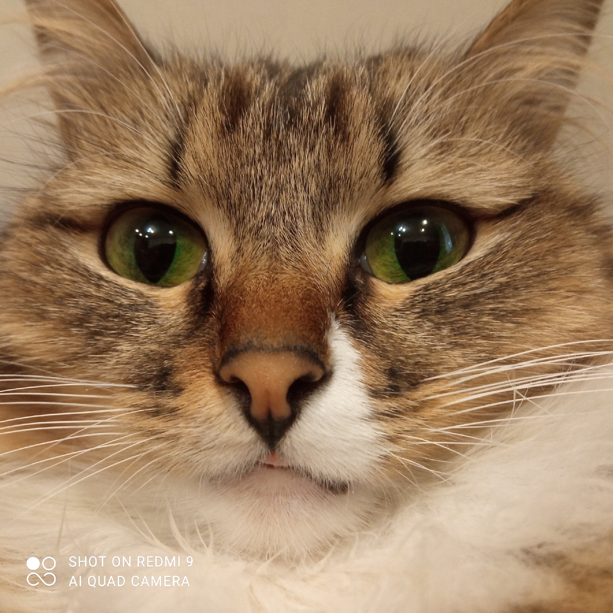 The image is a close-up portrait of a brown and white cat with green eyes. The cat's face fills the frame, with its nose and mouth centered. Long white whiskers extend from the sides of its face. The top of the cat's head and ears are visible, with brown and black fur. The lower portion of the image shows white fur around its chest and neck. The text "SHOT ON REDMI 9 AI QUAD CAMERA" is printed in white in the bottom left corner of the image.
The location in the city of Chaikovsky, Russia is not discernible from the image.