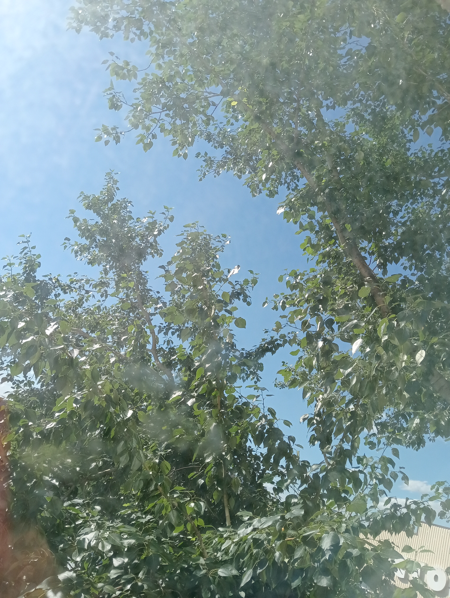 The image shows a view looking up through the leaves of several trees against a bright blue sky with some scattered clouds. The sun is shining, indicated by the bright light and lens flare. The leaves are lush and green, suggesting it is likely summer or late spring. The trees appear to be deciduous, with a dense canopy of leaves. Some of the leaves are reflecting the sunlight, creating bright spots. In the background, a portion of a building with a light-colored, corrugated metal siding is visible at the bottom right. There is no visible text in the image. The perspective suggests the photo was taken from below, looking upwards. There are no people or animals visible.