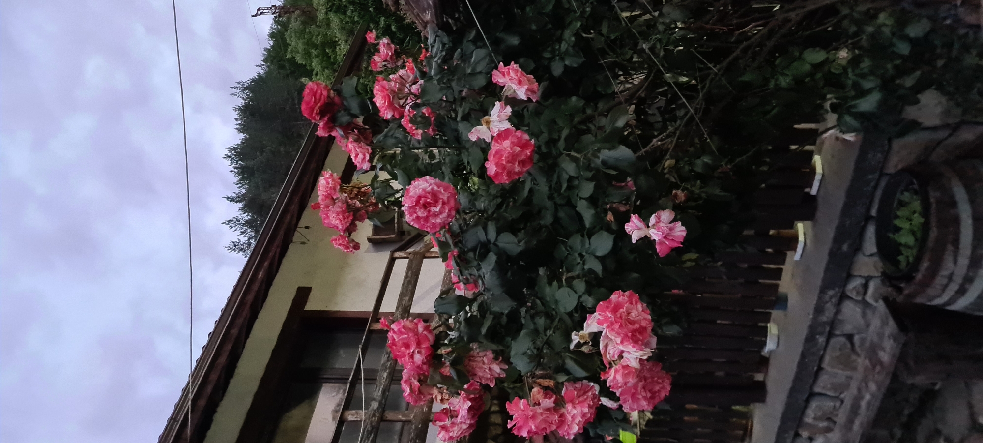 In Lopian, Bulgaria, a house with a dark-tiled roof and light-colored walls is partially visible on the left side of the image. A wooden balcony railing with a distressed finish extends from the house. In front of the house, a lush rose bush with numerous pink and white blossoms is in full bloom, creating a vibrant display against the darker foliage. The roses are clustered together, some fully open and others in bud. Behind the house, a dense line of evergreen trees forms a natural backdrop. The sky above is overcast with pale, diffused light, suggesting either early morning or late evening. In the foreground, a rustic stone wall supports a wooden fence composed of vertical planks. To the right of the fence, a portion of a wooden barrel is visible, containing green plants. The overall scene depicts a tranquil, natural setting with a focus on the blooming roses.