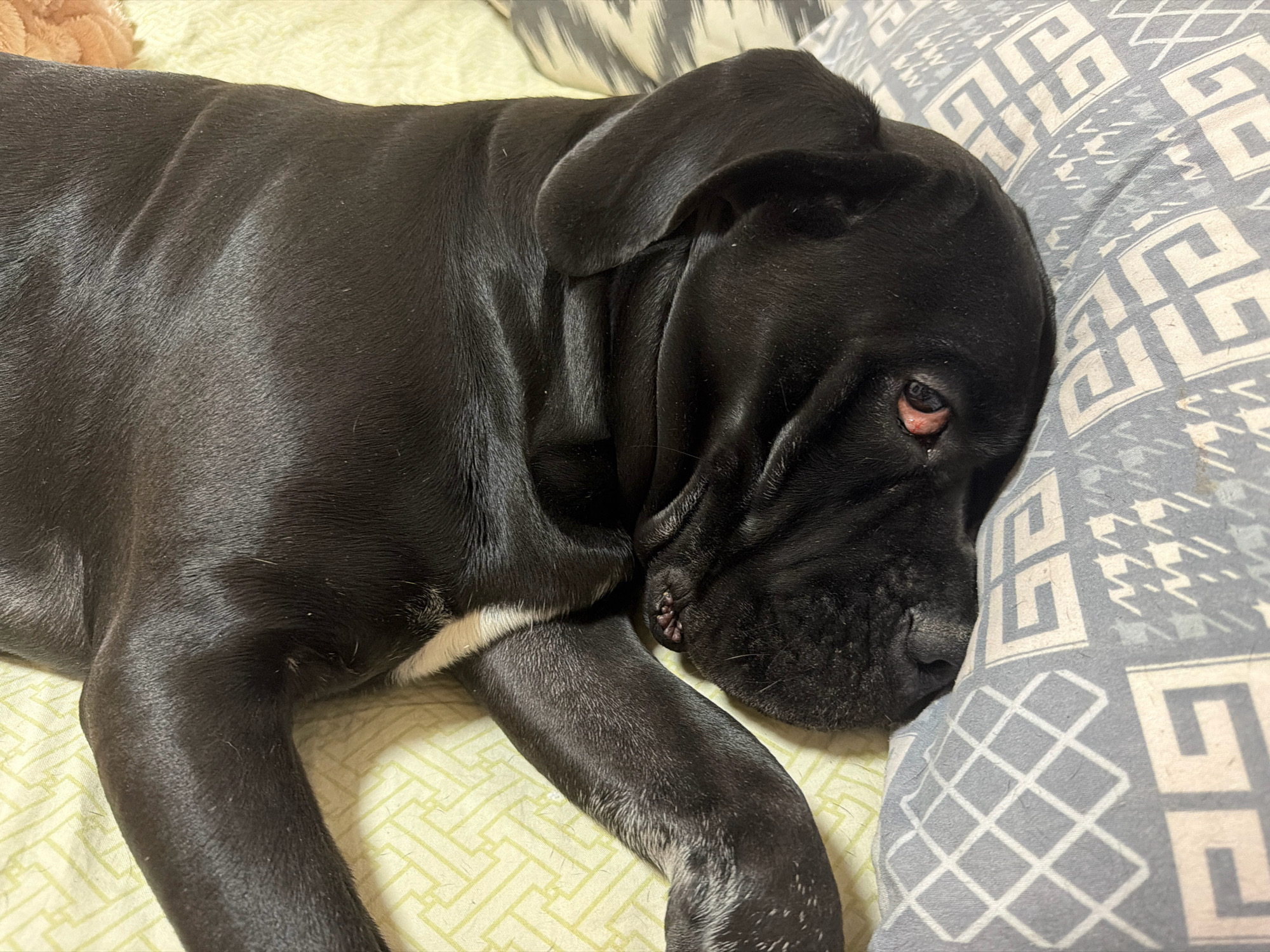 The image shows a close-up of a black dog, likely a puppy, lying down on a bed. The dog is resting its head on a patterned pillow. The dog's fur is shiny and appears to be short-haired. A small patch of white fur is visible on its chest. The bedding beneath the dog is a light yellow color with a subtle geometric pattern. The pillow has a grey and white geometric design. The lighting suggests an indoor setting, possibly a home. There is no indication of the location being in Tashkent, Uzbekistan or any other specific city.