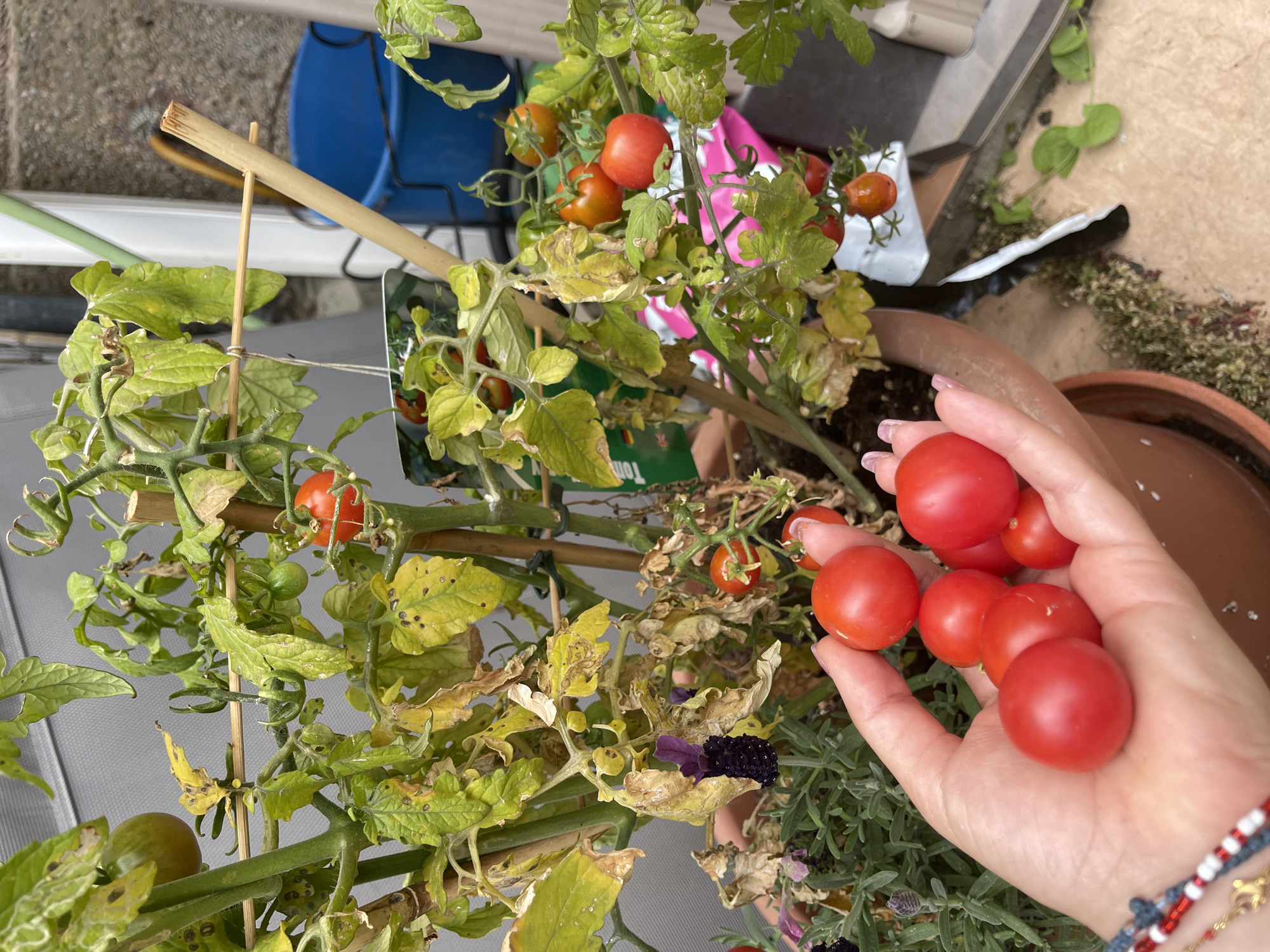 A person is holding a handful of red cherry tomatoes harvested from a tomato plant grown in a pot. The plant has many tomatoes, some still ripening, and the leaves are showing signs of disease. The pot is located on a balcony or patio in Jerez De La Frontera, Spain. Other plants are also nearby.