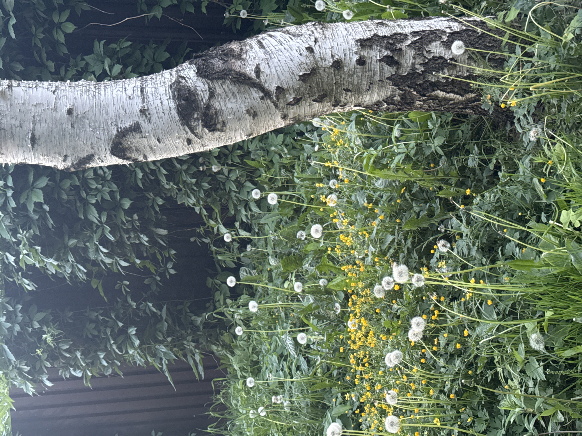 An outdoor scene features a prominent birch tree trunk extending diagonally from the upper left to the mid-right of the frame. The tree's bark is distinctively white with dark, textured patches and horizontal striations, appearing to shed in places.
Below and to the right of the tree trunk, the ground is covered in lush green foliage. This ground cover is densely populated with numerous white dandelion seed heads, often referred to as "puffballs," standing on slender stalks. Interspersed among the dandelions and green leaves are many small, vibrant yellow flowers, possibly buttercups, adding pops of color to the verdant ground.
In the background, particularly to the left of the tree trunk, a thick curtain of dark green foliage, possibly ivy or another climbing plant, obscures much of what lies behind it. A dark, undefined structure, resembling a fence or a low wall, is partially visible at the bottom left, peeking through the dense greenery.
The lighting indicates daylight, suggesting a clear or partly cloudy day. No human activity or specific event is taking place; the image captures a static natural landscape. There is no visible text in the image. The scene conveys a wild, natural environment, possibly a garden edge or a roadside area in Shcherbinka, Russia.