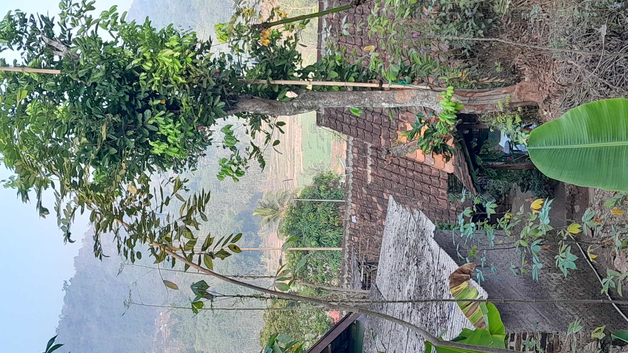 The image captures a rural scene in Sumedang, Indonesia, characterized by traditional architecture and lush vegetation. In the foreground, a large tree with dense green foliage dominates the right side of the frame. A bamboo pole is tied vertically to the tree's trunk. In front of the tree, several tiled roofs of houses are visible, some with weathered clay tiles and others with corrugated metal. The roofs are interspersed with a variety of plants, including banana trees with large leaves, and other smaller leafy bushes. On the left side of the image, part of a stone wall and another section of a corrugated metal roof are visible. A ginger-colored cat is lying on this roof, facing left. In the background, a hazy view of rolling hills covered in vegetation and distant structures can be seen, suggesting a village or town nestled within the landscape. The sky above is a pale, hazy blue, typical of an early morning or late afternoon. The overall impression is one of a tranquil, natural setting integrated with human habitation.