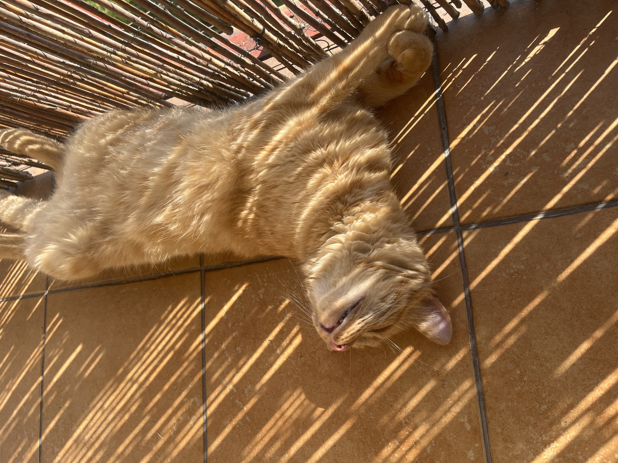 An orange tabby cat is lying on its back on an outdoor tiled floor. The cat is basking in the sun, with its eyes closed and mouth slightly open. Sunlight filters through a bamboo screen, casting striped shadows across the cat and the floor. The cat appears to be relaxed and comfortable. There is no indication of the location in Zabrze, Poland.