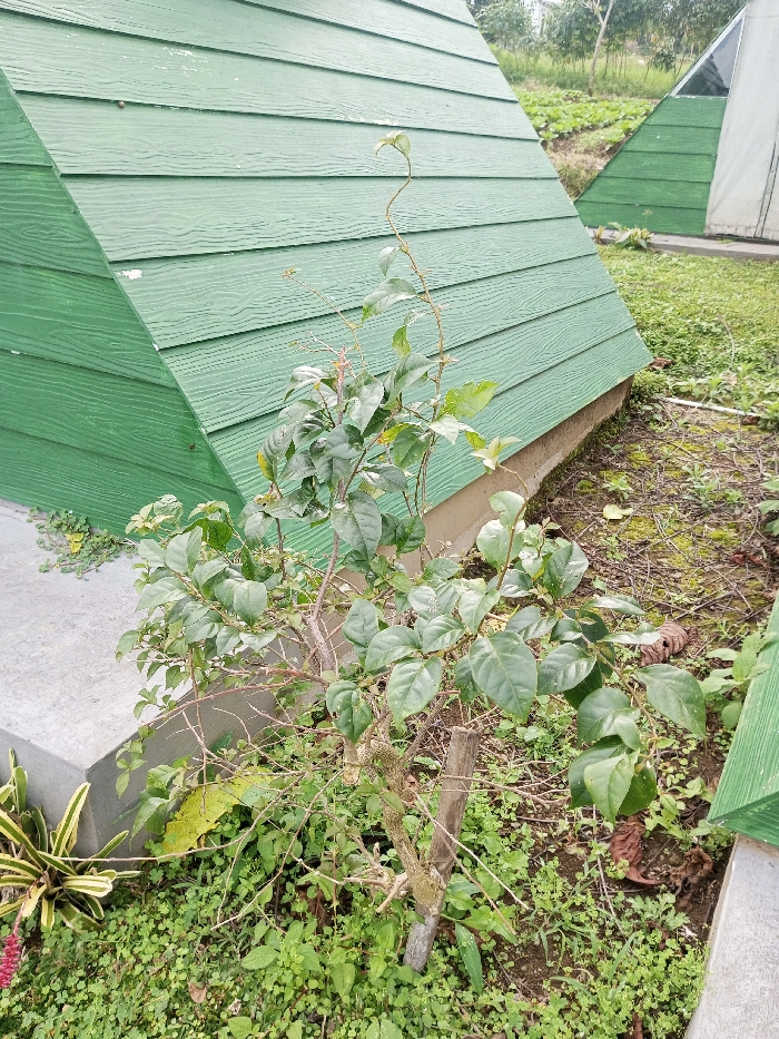The image depicts an outdoor scene in Abbireddygudem, India, showcasing vegetation and architectural elements. In the foreground and mid-ground, a green-leafed bush with some bare branches is prominent, supported by a slender light-colored wooden stake. The ground around the bush is covered with various green ground-cover plants, patches of exposed soil, and dried organic debris. To the left, a section of a grey concrete platform or foundation is visible, with small green vines growing along its edge. At the far lower left, a variegated plant with yellow and green striped leaves and a red stalk is partially visible. In the background, two pyramid-shaped structures are present. The closest structure, dominating the left side of the background, is clad in green horizontal panels exhibiting a wood-grain texture. A second, similar green pyramid structure is observed further to the right, partially obscured and positioned next to a white tent-like structure. Beyond these structures, the landscape consists of green vegetation, possibly agricultural fields or natural growth, and scattered trees. The scene appears under natural daylight conditions. No individuals are present.