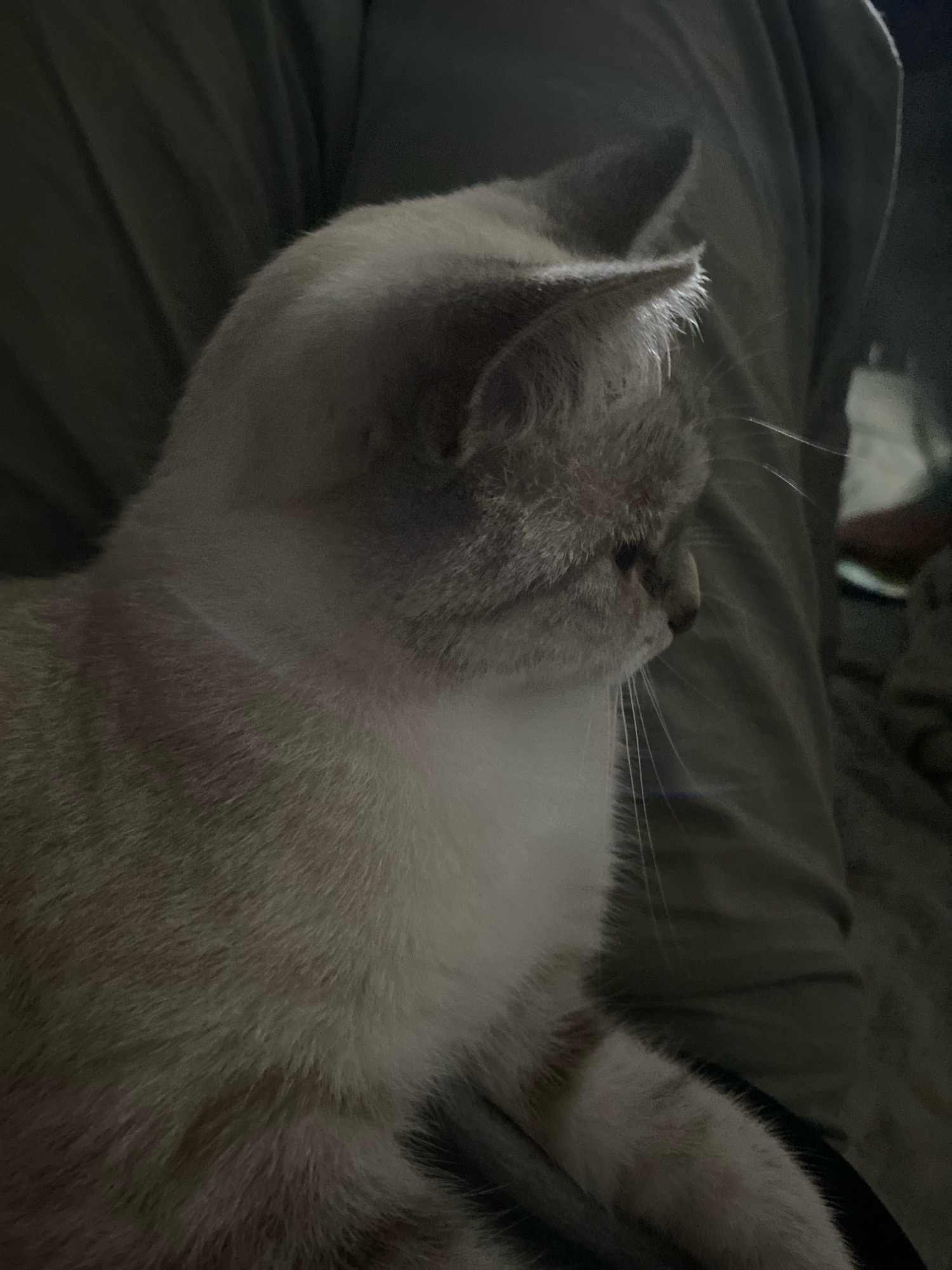 A close-up, side-profile, medium shot captures a light gray and white cat resting on a person's lap. The cat is facing to the right, with its head tilted slightly downwards. The background consists of wrinkled, dark gray fabric, likely clothing or upholstery. The lighting is dim, casting soft shadows and highlighting the texture of the cat's fur and the fabric. The location is Overyata, Russia.