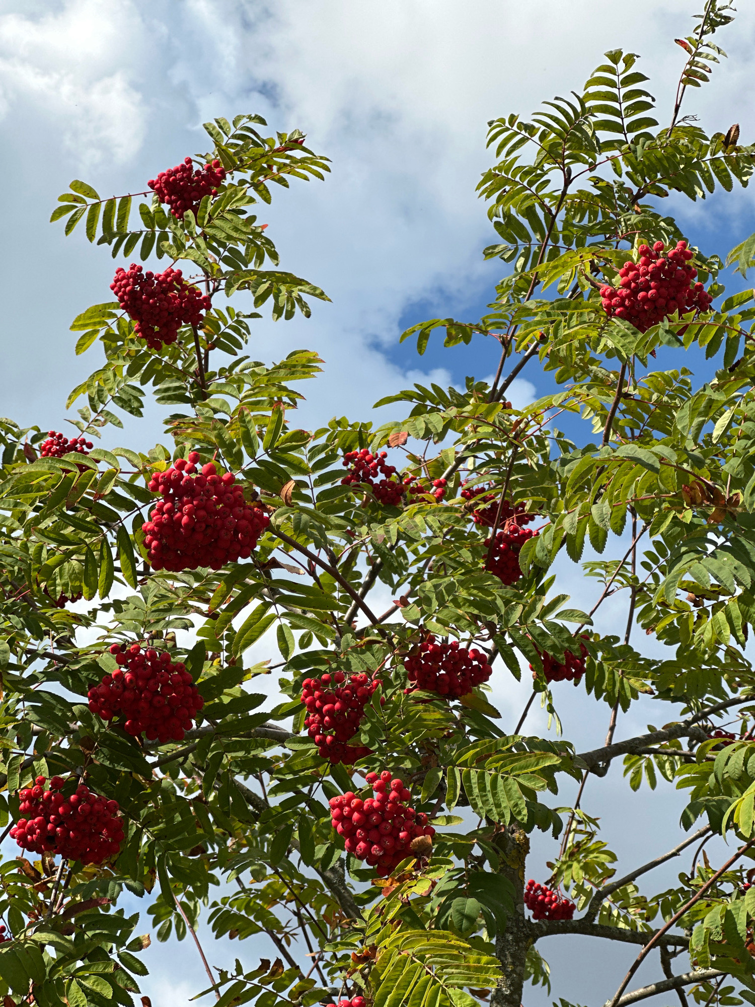 The image shows a close-up of a rowan tree with clusters of bright red berries and green leaves against a blue sky with white clouds. The tree branches are visible, with some appearing thicker and more mature than others. The berries are clustered together in round bunches, and individual leaves are serrated and compound. The sky is partly cloudy, with patches of blue visible between the white clouds. The perspective is from below the tree, looking upwards. There are no people or specific landmarks visible to indicate a precise location within Minsk, Belarus. The scene is natural and appears to be taken outdoors.