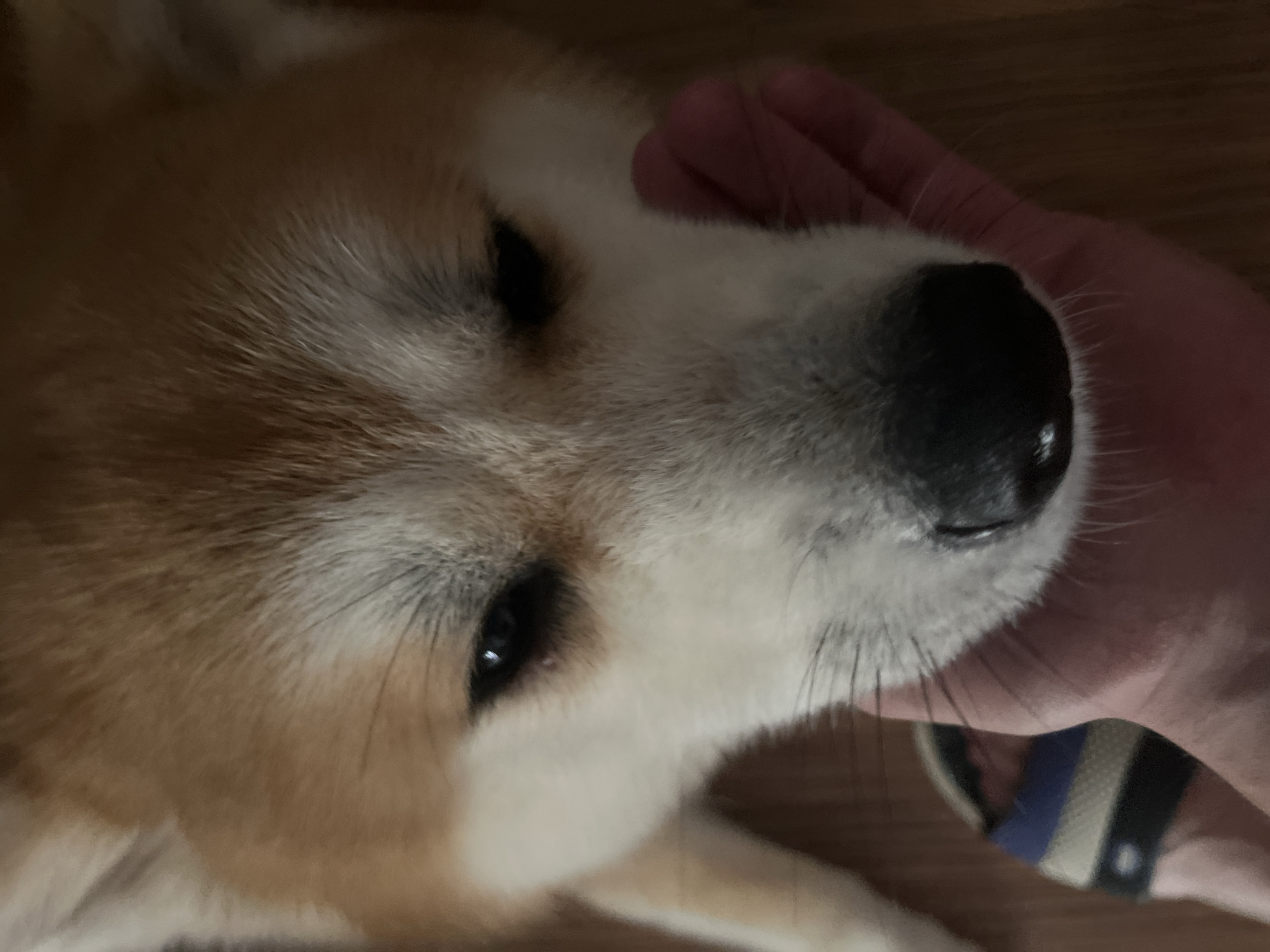 This close-up media file shows a dog being petted. The dog's face, with its light brown and white fur, is the primary subject. A human hand, appearing to be a light skin tone, is gently stroking the dog's head. The dog's eyes are mostly closed, suggesting a relaxed or contented state. The background is dimly lit and appears to be a wooden surface, possibly a floor or table. A small portion of a striped object, perhaps clothing or a rug, is visible near the hand. The lighting suggests an indoor setting, likely in the evening or a dimly lit room. No text is visible in the media file.