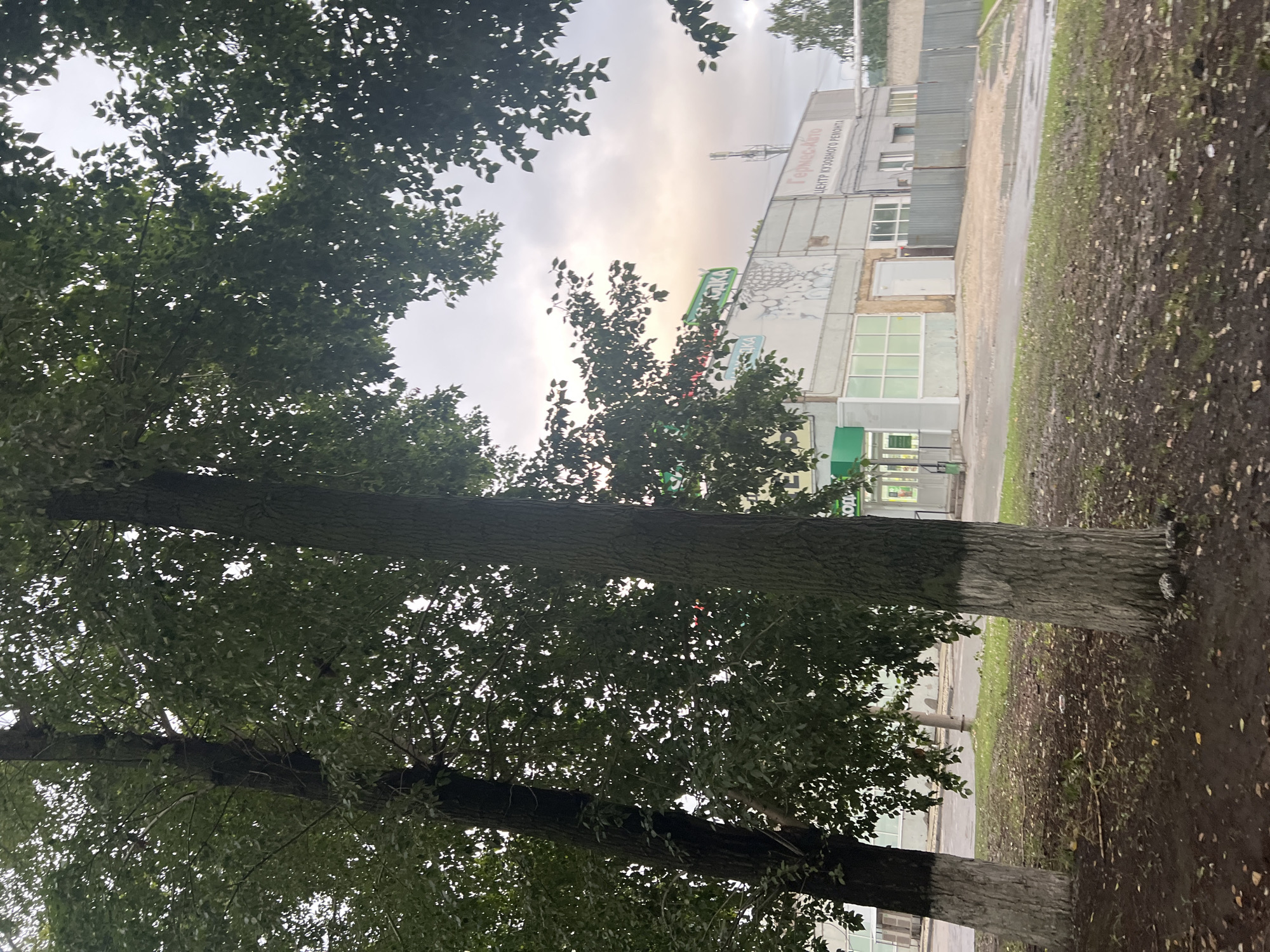 The image depicts a street scene in Ulyanovsk, Russia, characterized by overcast skies and a slightly damp environment, suggested by the wet asphalt and fallen leaves on the ground. In the foreground, two large trees with white-painted bases stand prominently, their dense green foliage partially obscuring the view of the background. Beyond the trees, a light-colored, utilitarian building is visible. This building features large windows, a metal fence, and signage. One sign, in red and white lettering, reads "Гермес-Авто" and below it, "ЦЕНТР КУЗОВНОГО РЕМОНТА," indicating an auto body repair center. Another green sign with white lettering is also present. The architecture and the signs suggest a commercial or industrial area within the city. A cell tower is visible on the roof of the building, and a few parked vehicles might be inferred in the distance. The overall impression is of a typical urban streetscape on a cloudy day, likely in a less commercialized district of Ulyanovsk.