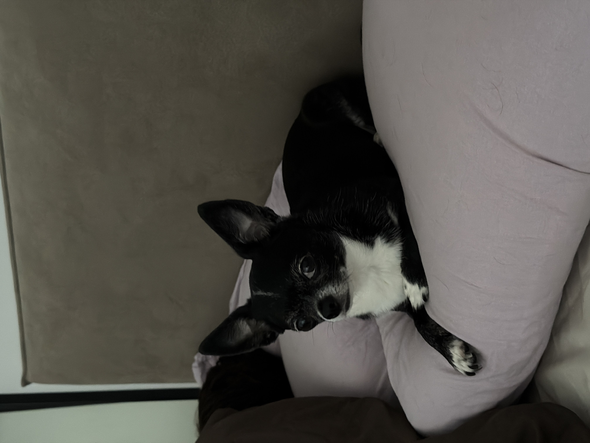 A small, short-haired dog, likely a Chihuahua or a similar toy breed, is the central subject of the image. The dog has glossy black fur with distinctive white markings on its chest, muzzle, and paws. It is positioned horizontally, nestled between a large, soft, light purple object, which appears to be a wrapped human leg or hip, and a dark gray cushion.
The dog's head is turned towards the viewer, and its dark, round eyes are wide and attentive, conveying a sense of curiosity or alertness. Its prominent, erect ears are characteristic of its breed. A small portion of a dark brown or black blanket is visible at the bottom of the frame.
The setting is indoors, suggesting a comfortable and cozy environment, possibly a bed or a sofa. The dog appears to be resting or relaxing, its posture indicating contentment. The lighting is soft and indirect, typical of an indoor scene without direct sunlight, making the specific time of day indeterminate. There is no visible text. The overall impression is one of a pet enjoying a peaceful moment with its owner in a domestic setting within Ramat Gan, Israel.