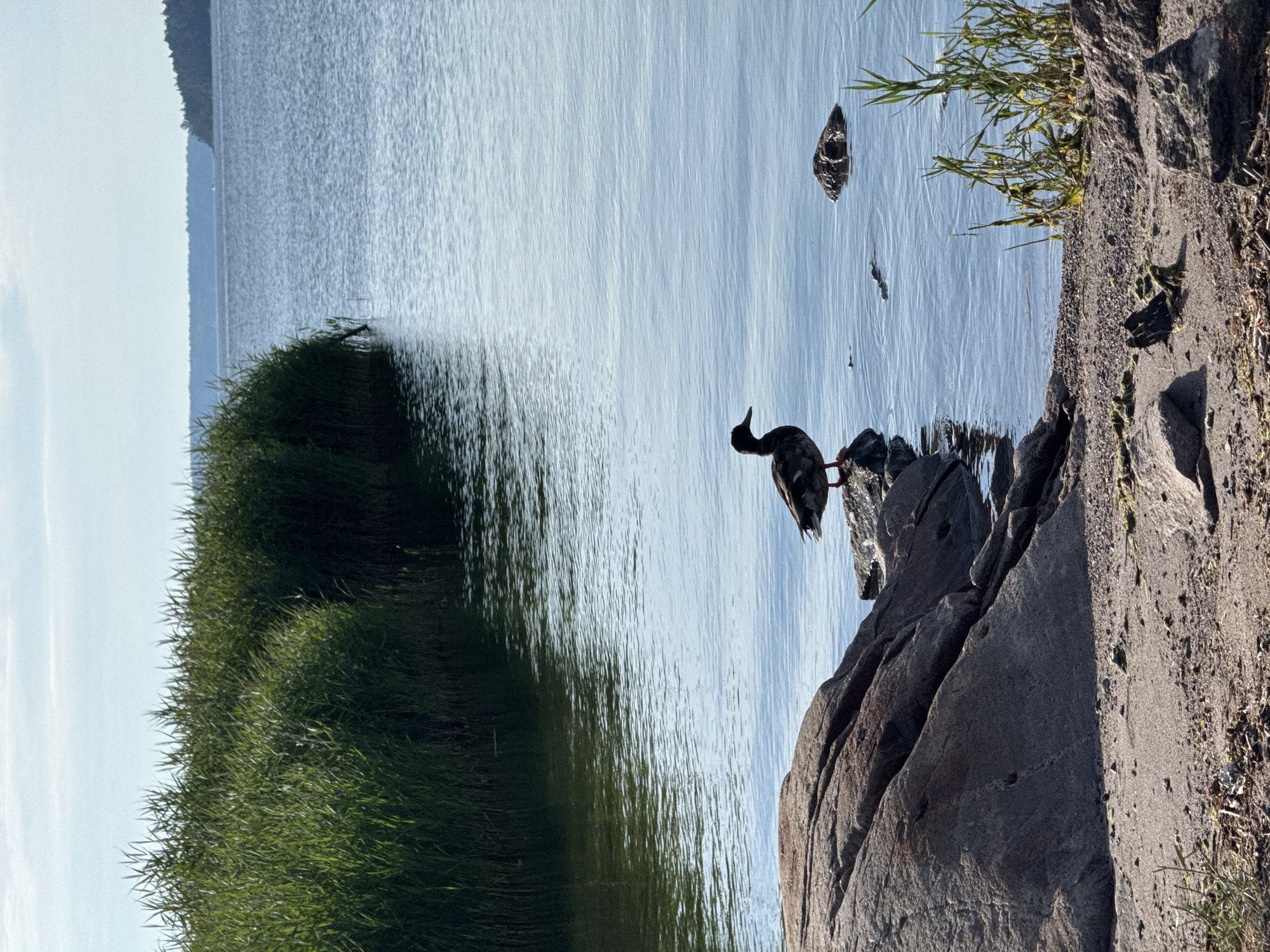 A mallard duck stands on a rock near the shore of a body of water in Österskär, Sweden. The duck is facing left, with its head turned slightly towards the water. The water is calm, with gentle ripples reflecting the sky. Tall green reeds grow along the shoreline to the left of the duck. In the background, a distant tree-covered island is visible on the horizon. The foreground features a rocky shore with sand and scattered pebbles. The sky is a pale blue with a few wispy clouds. The overall scene depicts a serene natural environment.