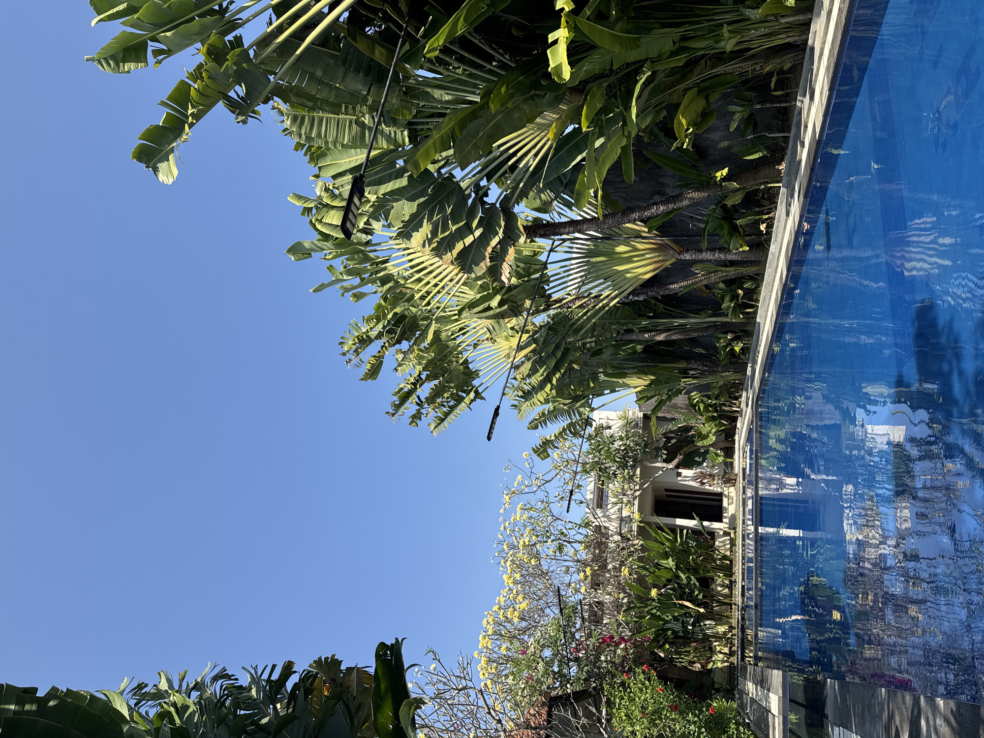 This is a daytime, eye-level, medium shot of a resort swimming pool in Denpasar, Indonesia. The pool is rectangular and filled with bright blue water that reflects the surrounding tropical foliage and a clear, light blue sky. On the left side of the pool, there is a concrete edge with darker stone tiling. Beyond the pool, lush green plants and trees are visible, including large banana-like leaves and some flowering trees with yellow blossoms. In the background, a light-colored building with a dark-trimmed doorway is partially obscured by the greenery. The scene is framed by tall, leafy trees on the left and right sides, with the expansive sky dominating the upper portion of the image. There are no people visible in the image.