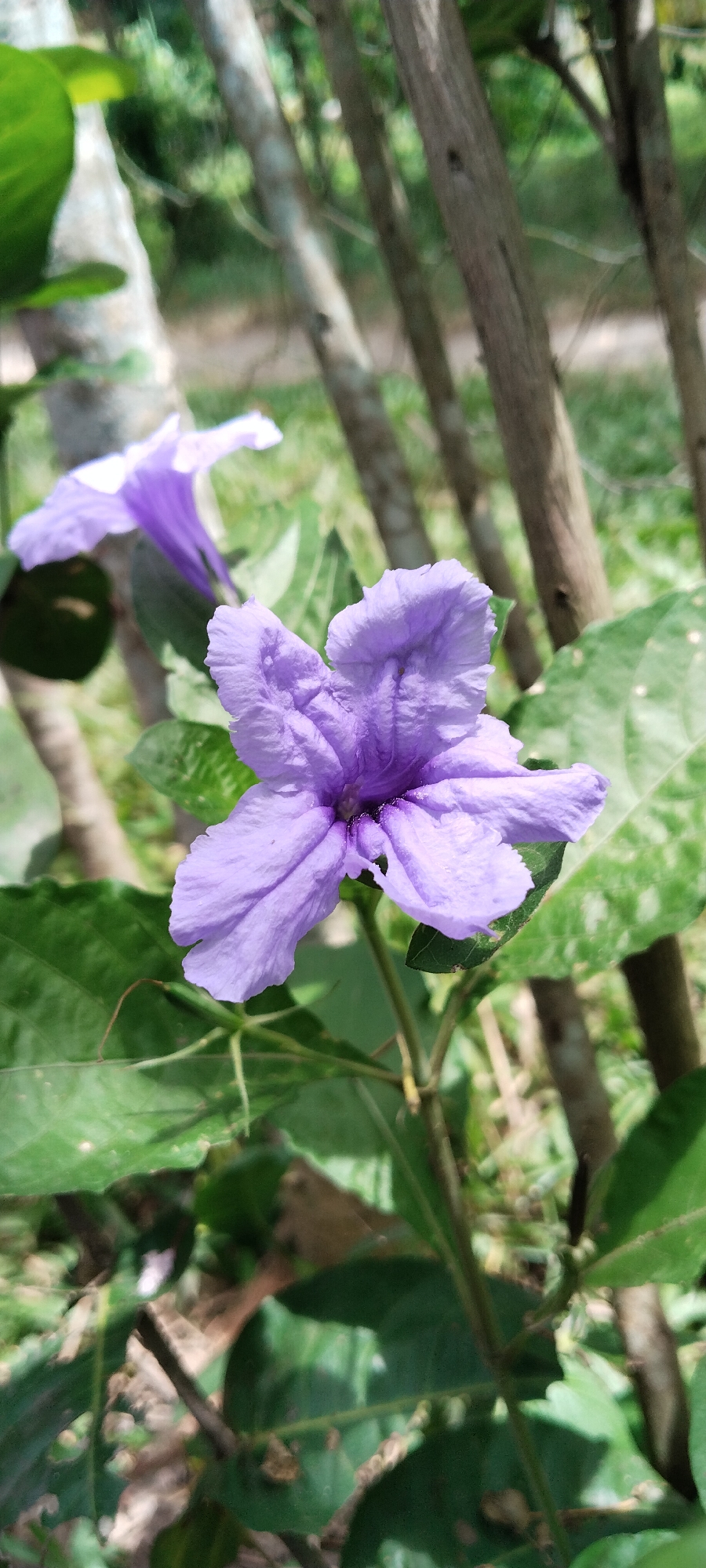 A close-up shot shows two vibrant purple flowers in the foreground, with one in sharp focus. The petals of the primary flower are delicate and ruffled, displaying a gradient of purple hues. Green leaves and thin, brown tree branches form the background, with blurred foliage and hints of sunlight filtering through. The scene appears to be outdoors in a natural, possibly garden or park-like setting. The specific location of Meunasahmee, Indonesia, cannot be determined from the visual information alone.