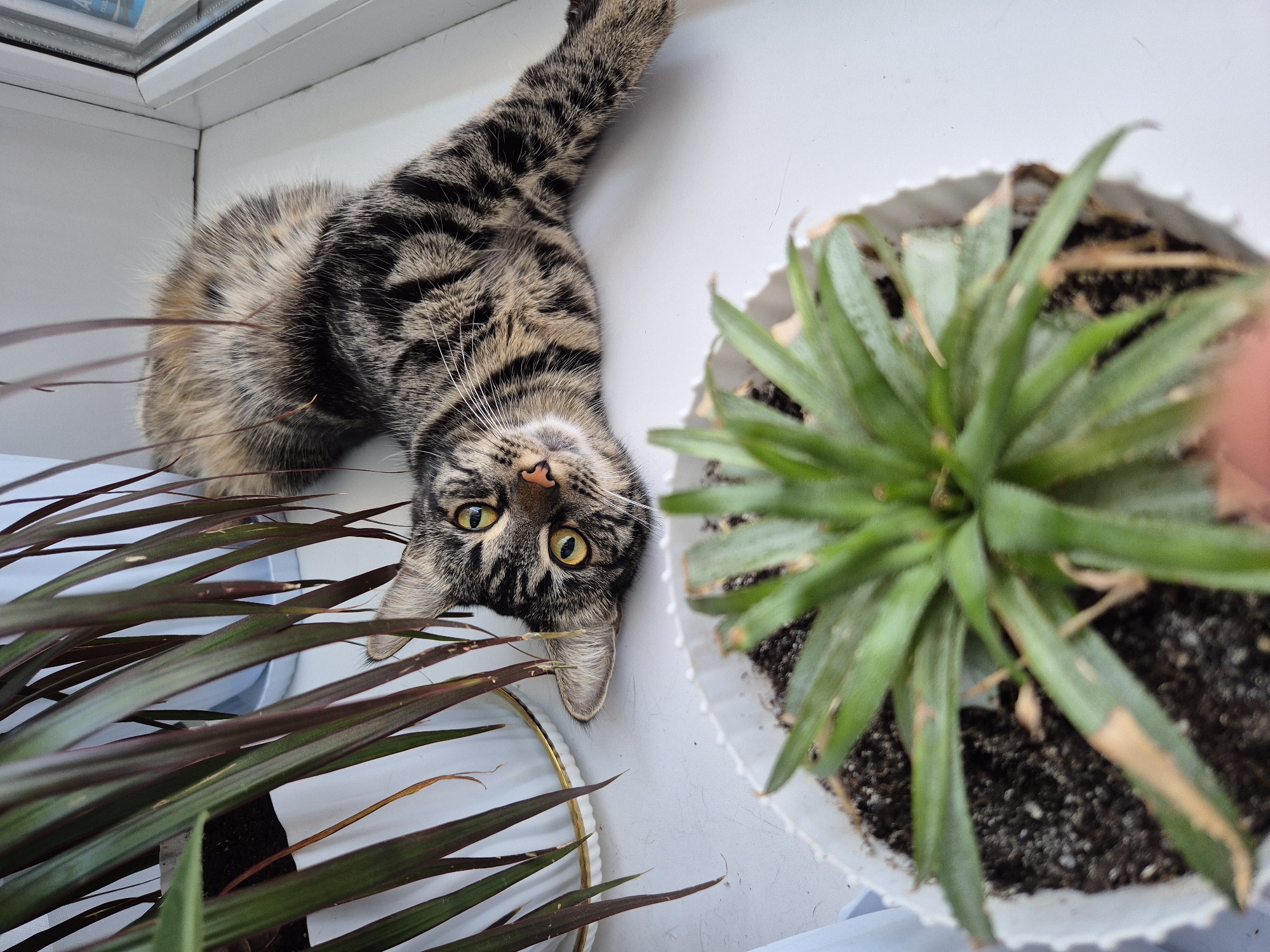 In the city of Astana, Kazakhstan, a tabby cat lies on a white windowsill, next to two potted plants. The cat is positioned on its right side, with its head turned towards the camera. Its fur is a mixture of brown, black, and gray stripes. The cat's eyes are open and yellow. In the foreground, a small green plant with spiky leaves is in a white pot. Behind the cat, a larger plant with long, dark green leaves in a white pot is partially visible. The windowsill appears to be made of white plastic.