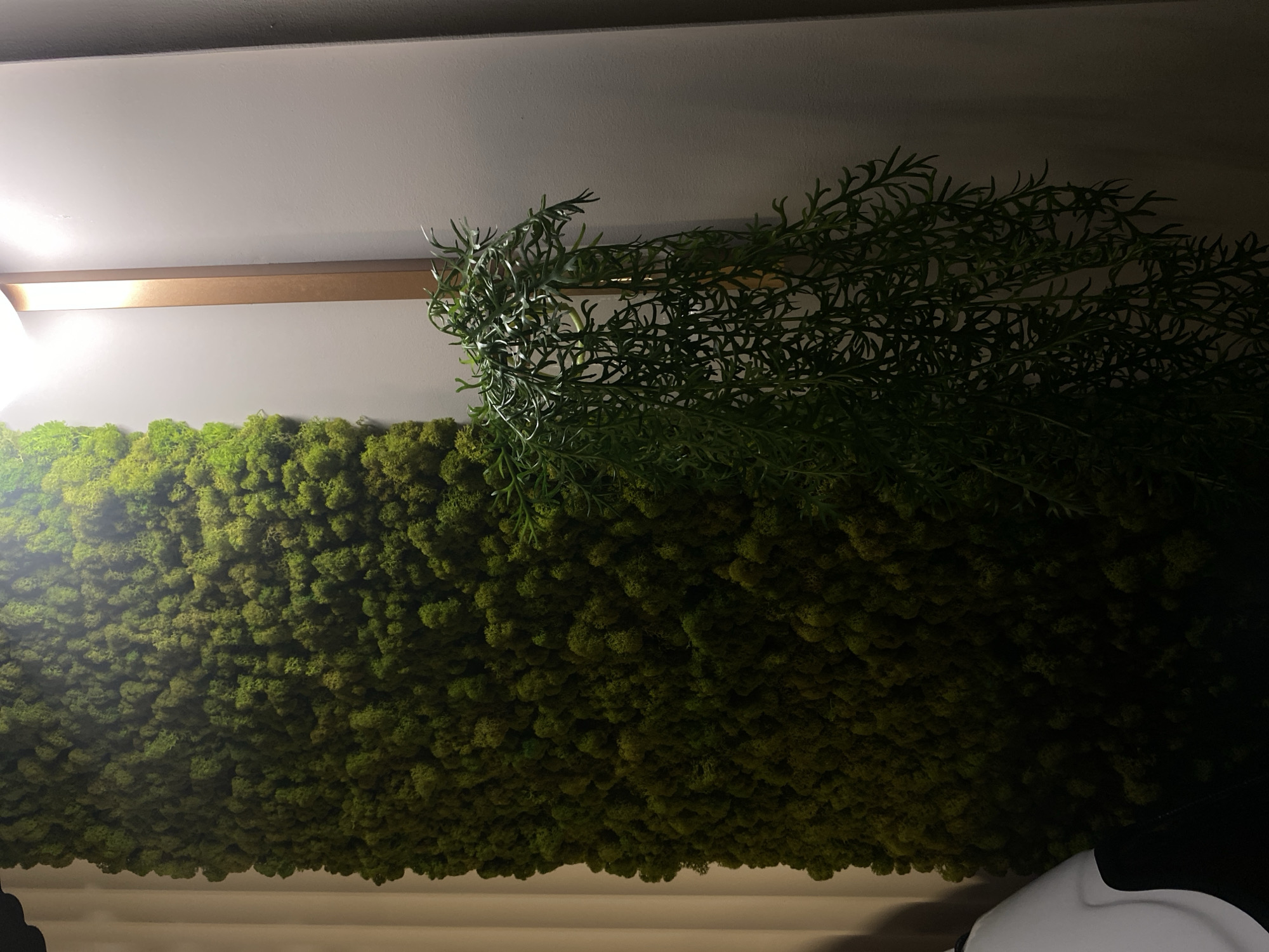 A close-up shot taken indoors shows a wall covered in green moss. A fern-like plant extends across the top right of the image. The wall and plant are affixed to what appears to be a ceiling. A gold-colored strip runs along the top left of the frame. A section of what may be a white vase or bowl is visible in the lower right corner. The location is unknown.
