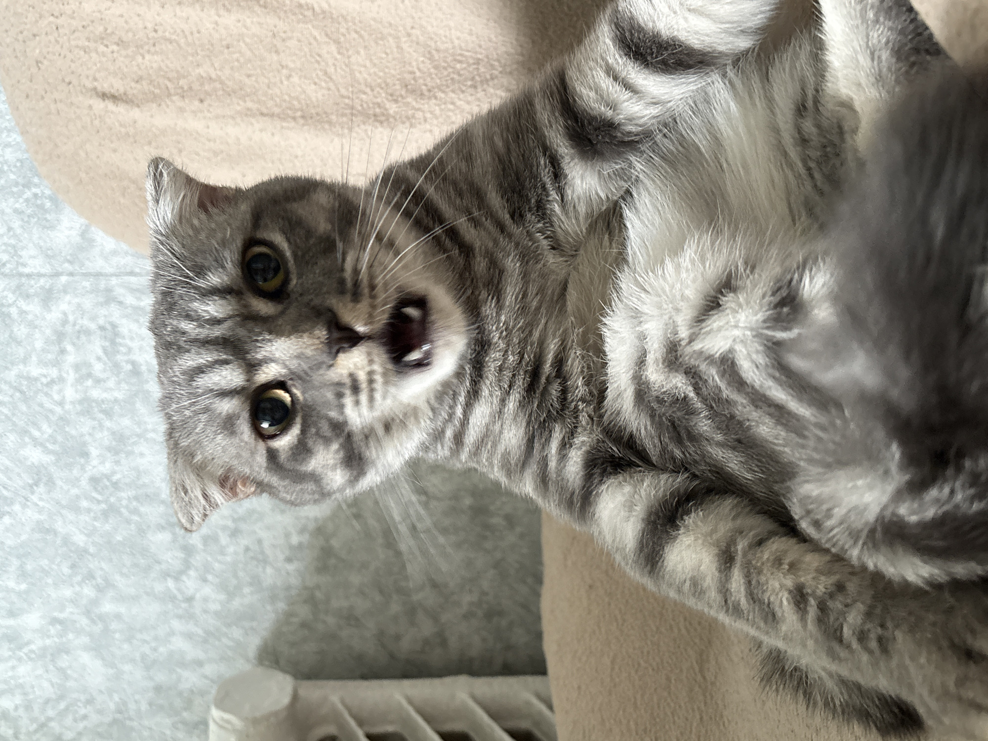 A grey tabby Scottish Fold cat with its mouth open is pictured indoors. The cat is sitting on a soft, light brown surface, possibly a couch or chair. In the background, a textured light blue wall is visible, along with a portion of a white, ridged object, possibly a radiator or a decorative element. The cat's fur displays classic tabby markings with dark grey stripes against a lighter grey base. Its ears are folded forward, characteristic of the breed. The cat's eyes are open and looking directly at the camera. The image does not contain any elements that would suggest a location within the city of Kostroma, Russia.