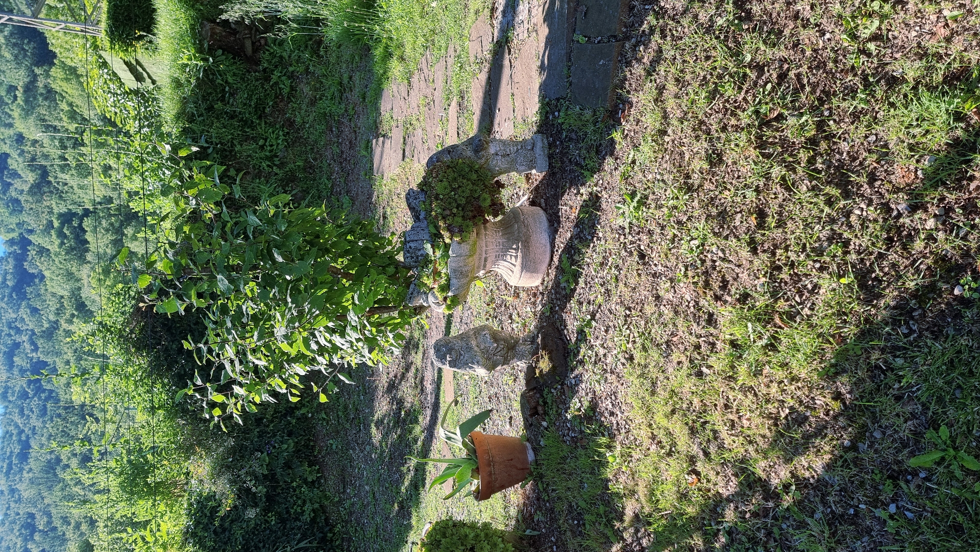 This image depicts a garden area with lush green vegetation and a mountainous backdrop, located in Sant Joan les Fonts, Spain. In the foreground, there is a terracotta pot containing a succulent plant. To the right of the pot, a small stone figurine stands on a moss-covered base. Further to the right, a stone planter, designed to resemble an animal with plants spilling over its sides, is prominent. A stone pathway is visible in the mid-ground, leading into the garden. The background is dominated by a dense, tree-covered hillside. The overall scene is tranquil and well-maintained, suggesting a peaceful outdoor setting. There are no people visible in the image.