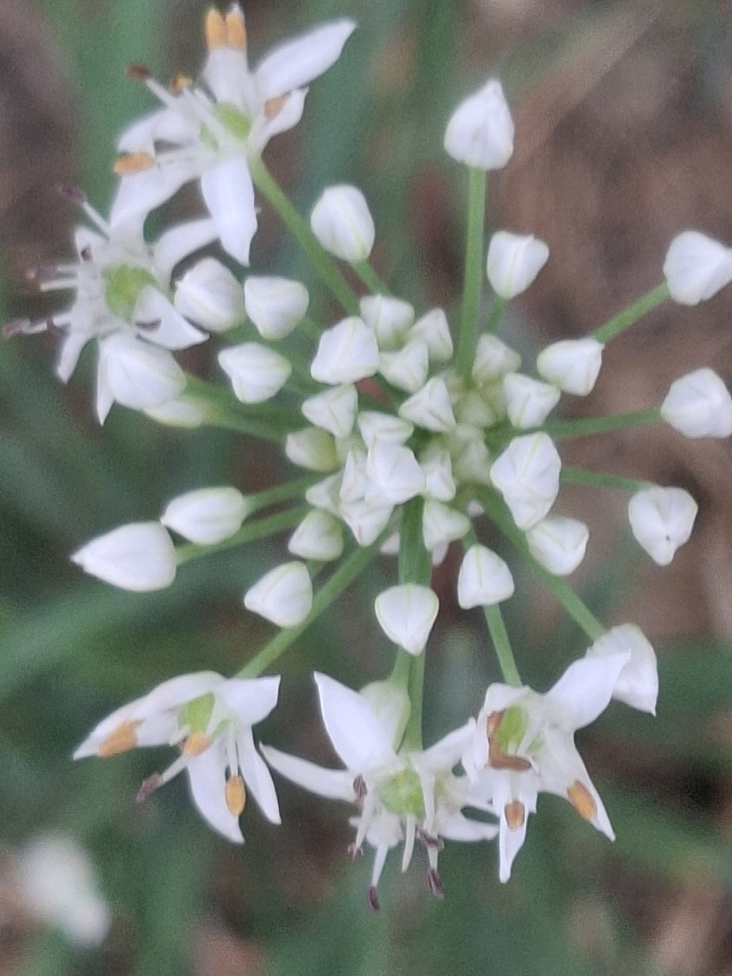 The image displays a close-up, slightly blurred view of a cluster of white, star-shaped flowers with yellow anthers and green centers, some of which are still in bud form. The flowers are arranged in an umbel inflorescence, with delicate stems radiating outwards. The background is a soft blur of greens and browns, suggesting natural foliage and possibly soil or bark. There are no people or man-made objects clearly visible. The scene is likely outdoors, in a natural or garden setting. Due to the lack of identifiable landmarks, the specific location within Almaty, Kazakhstan, cannot be determined.