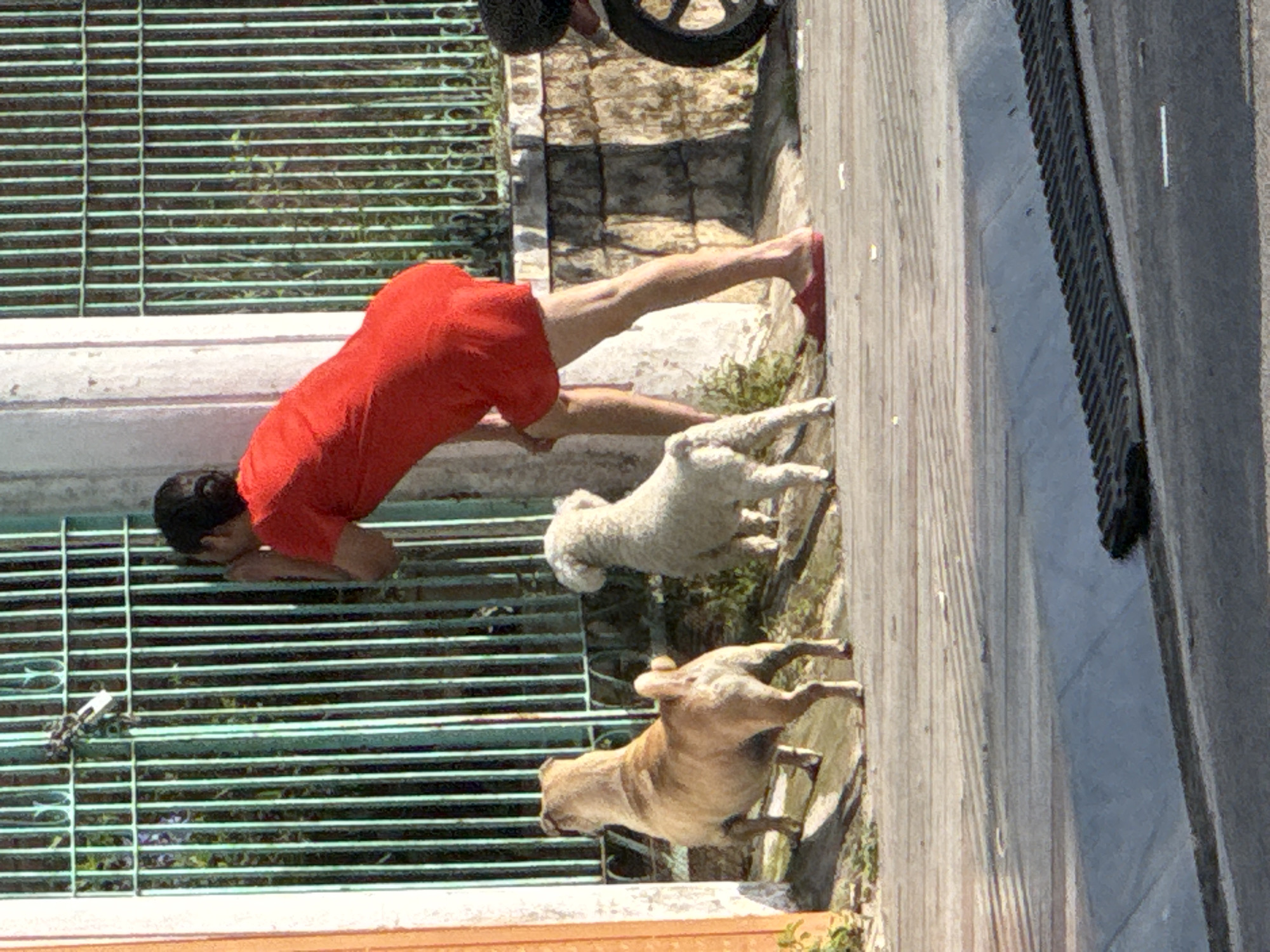In Da Lat, Vietnam, a person in a red dress is peering through a green metal gate. Two dogs, one tan and one white, are standing on the sidewalk in front of the gate, looking away from the person. A motorcycle is parked to the right of the scene, partially visible. The environment appears to be a street or sidewalk with a building in the background.