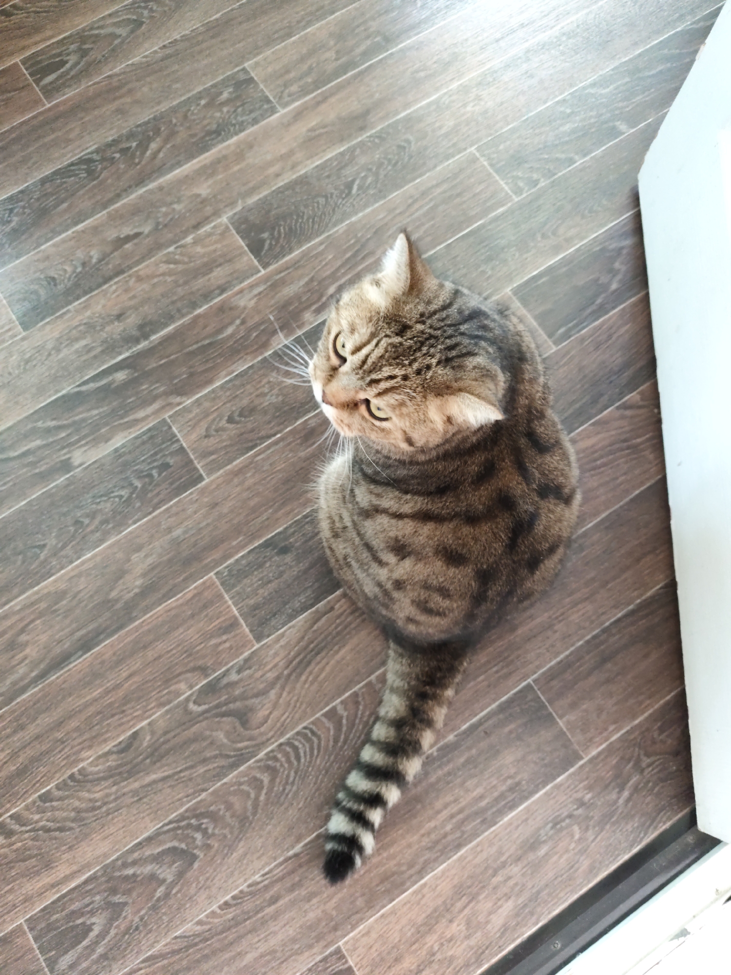A tabby cat is sitting on a wooden floor, looking upwards to the right of the frame. The cat is facing away from the viewer, with its head turned to the side. Its fur is a mix of brown, black, and grey stripes, and it has a long, bushy tail with black rings. The floor is made of dark brown wooden planks, laid diagonally across the image. To the right of the cat is a white object, possibly a door frame or a wall. The lighting in the image is bright and natural, coming from the left. There is no indication of the cat's location within the city of Komsomolsk-on-Amur, Russia; the image solely depicts the animal on the floor.