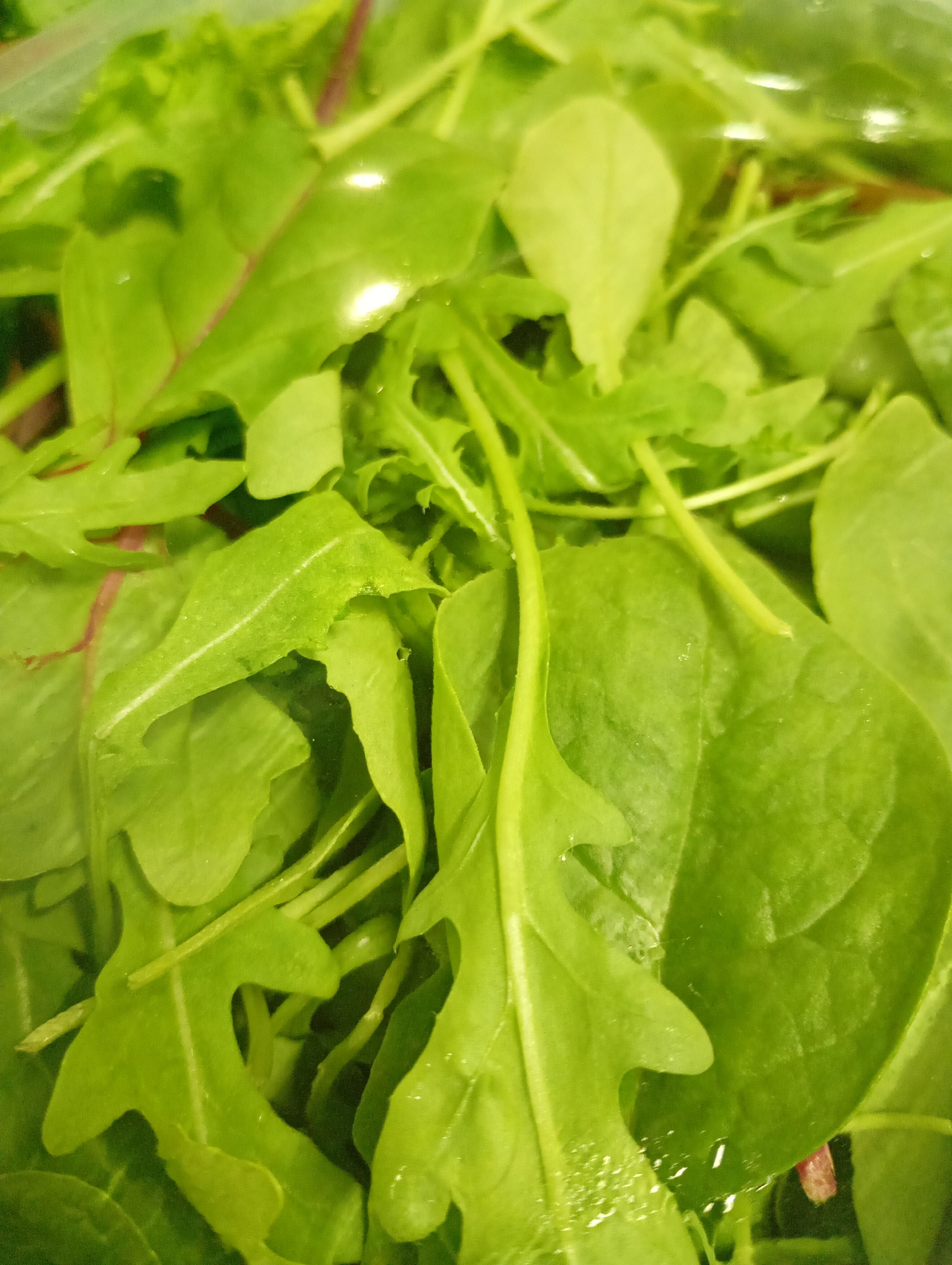 This close-up image features a vibrant mix of fresh salad greens, appearing to be contained under a clear, reflective plastic covering. The primary subjects are various leafy green vegetables, dominated by several shades of green. Distinct types include arugula, identifiable by its characteristic lobed leaves, and spinach, recognized by its broader, more rounded foliage. Some leaves also exhibit reddish veins or stems, suggesting the presence of varieties like red chard.
Small water droplets are visible on many of the leaves, indicating they are either freshly washed or still damp. The greens are arranged in a way that suggests preparation for consumption, storage, or sale. There are no people or other objects, and no active event is taking place beyond the static presentation of the produce. The lighting creates subtle reflections on the damp surfaces and the plastic cover. No text is visible in the image. The setting for this fresh produce is Kabile, Bulgaria.