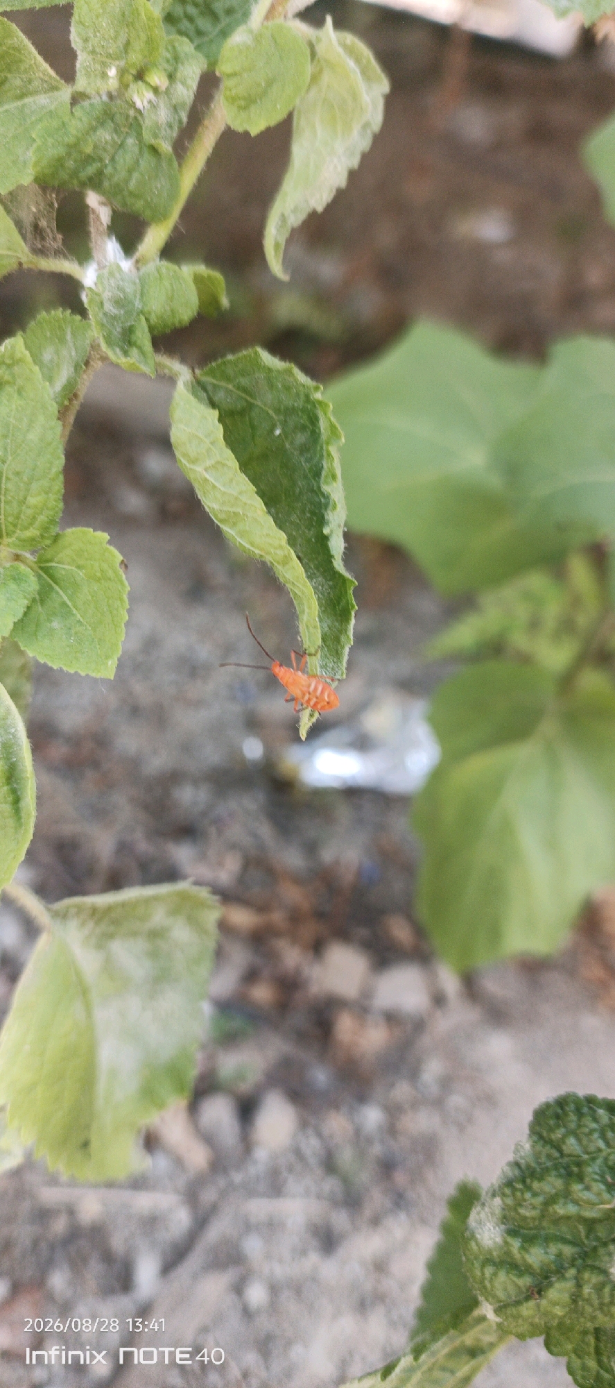An orange insect with dark antennae and striped markings is clinging to the underside of a green leaf. The leaf is slightly curled and has a textured surface. The insect is positioned in the center of the image, with its body extending upwards and to the left. The background is a blur of green foliage and muted brown earth. The image appears to be taken outdoors, possibly in a garden or natural setting. The watermark "2026/08/28 13:41 Infinix NOTE40" is visible in the bottom left corner of the image.