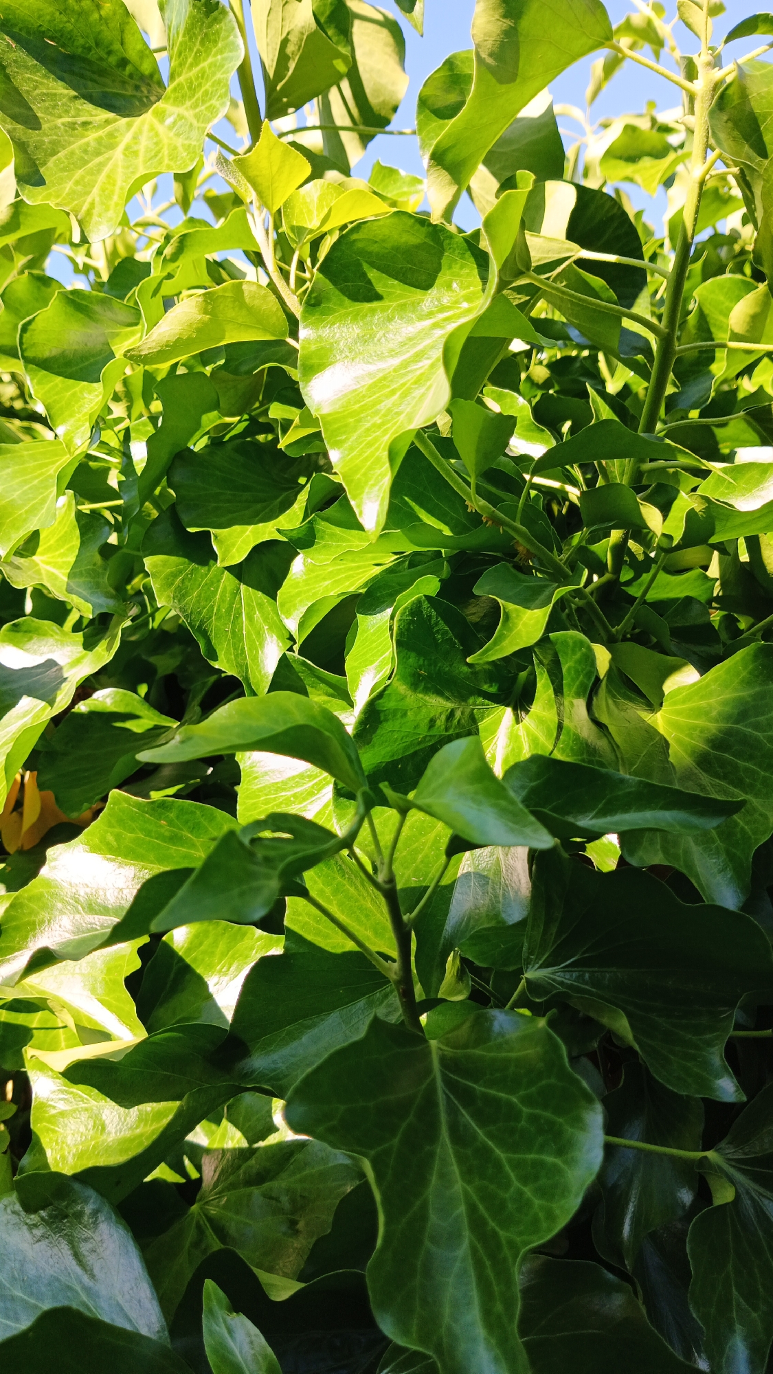 This is a close-up, eye-level shot of lush, green ivy leaves. The leaves are glossy and textured, with visible veins. Sunlight filters through the foliage, creating bright highlights and deep shadows, suggesting a sunny day. The overall impression is one of abundant natural growth. The blue sky is visible in the upper portion of the image, indicating an outdoor setting. The location context is Kryvyi Rih, Ukraine. There is no text visible in the image. The focus is entirely on the plant life, creating a sense of natural beauty and tranquility. The time of day appears to be daytime, with the sun positioned to cast strong shadows. The weather is clear and sunny.