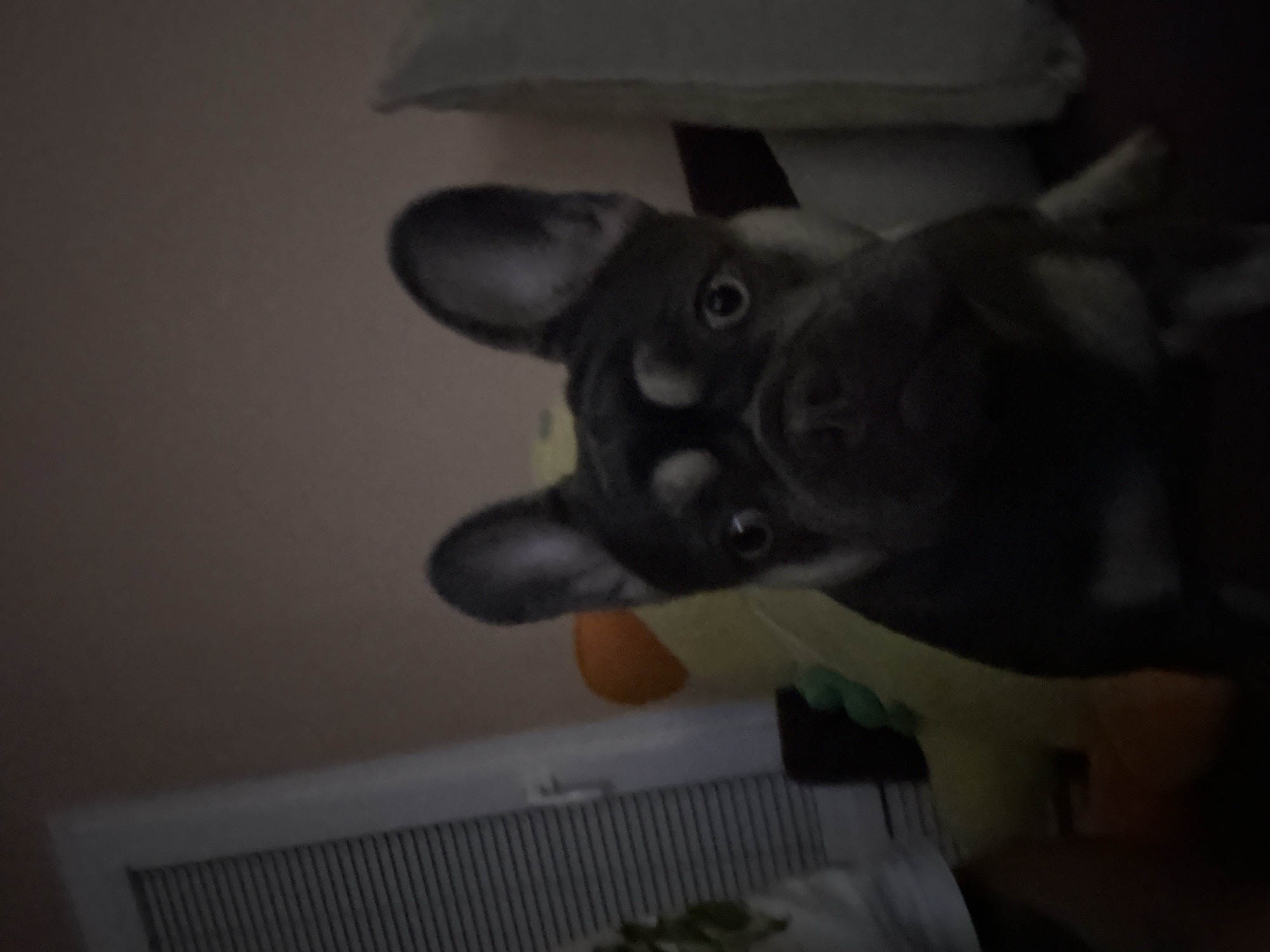 A medium shot shows a dark brindle French Bulldog looking up at the camera. The dog has large, erect ears and a short snout. The background is blurry, but it appears to be a room with a pillow and a radiator.