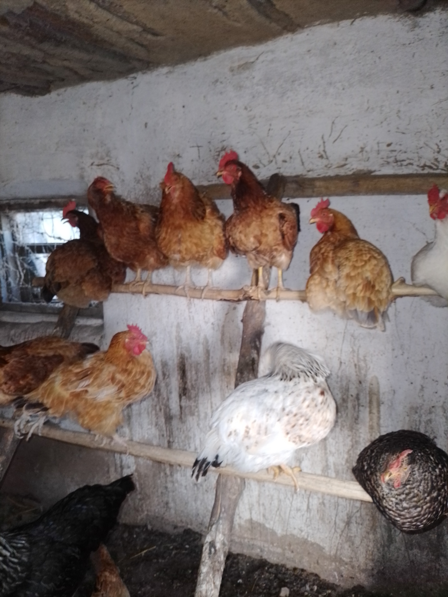 The image depicts the interior of a chicken coop or barn situated in Ustyvytsia, Ukraine. The scene features approximately eleven domestic chickens positioned across three distinct vertical levels. The upper structure consists of a rough, dark, unpainted ceiling and whitewashed walls exhibiting visible dirt, stains, and textural imperfections.
On an upper horizontal wooden beam, five brown and red feathered hens are uniformly aligned, all facing towards the right side of the frame. Their red combs are discernible. Below this initial group, on a separate wooden rod to the mid-right, a single brown and red feathered hen with ruffled plumage is perched, also facing right. Immediately adjacent to this hen on the far right, a white-feathered hen is partially visible from its posterior, facing left.
In the lower foreground, a thinner wooden rod supports two more hens: one white with subtle brown speckling, facing left, and one dark brown/black with fine speckled patterns, curled and facing left. Both exhibit visible red or pinkish-red combs. On the dark, earthen floor, a black-feathered hen is positioned in the lower left, visible from its back and facing right. A partial view of a brown and red hen is also present on the ground at the far right edge of the frame. All subjects are static, adopting roosting or standing postures within the confined, lit environment.