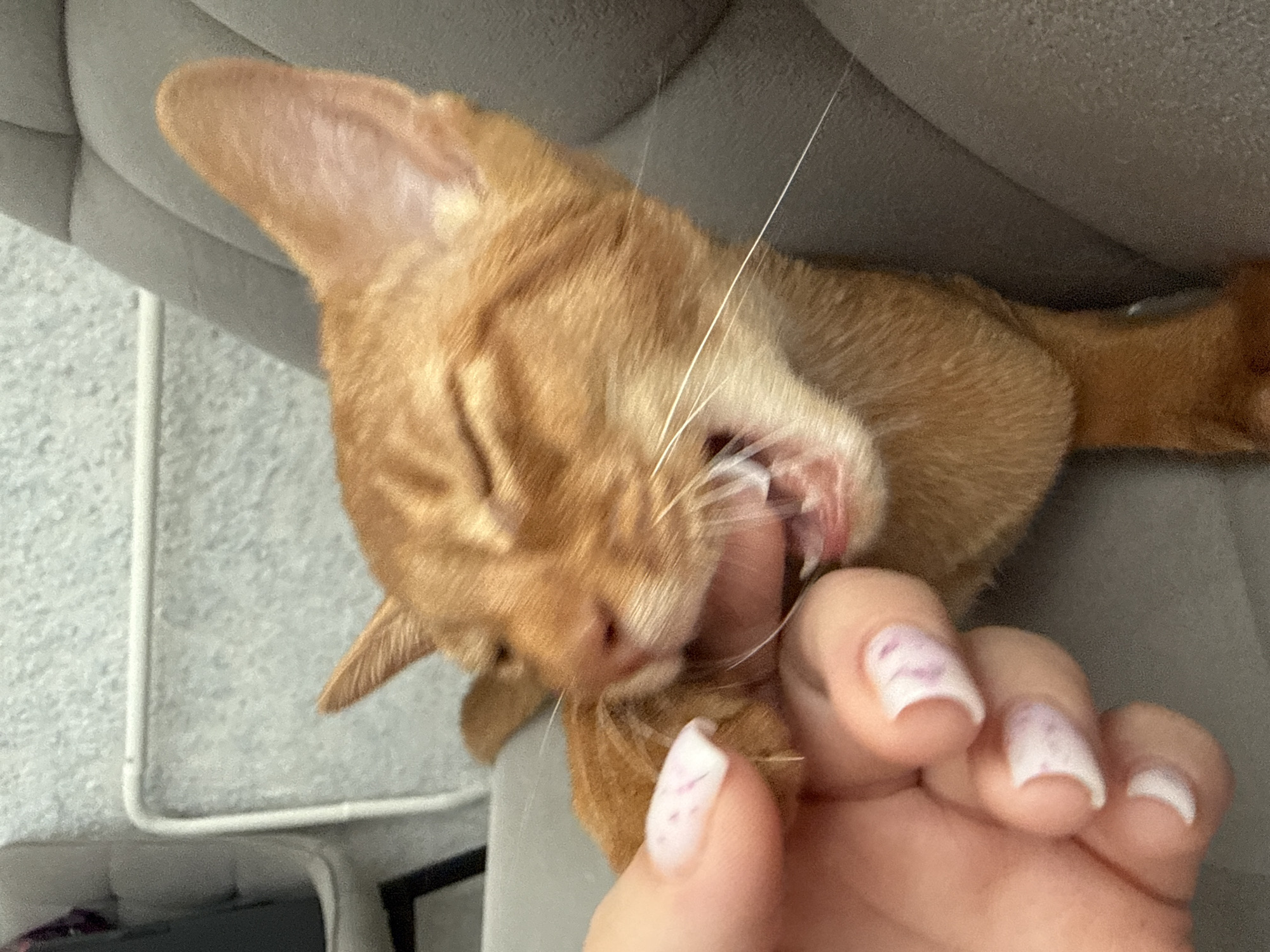 An orange cat is biting a person's finger. The cat's eyes are closed, and its mouth is open, revealing its teeth and tongue. The person's finger is in the cat's mouth, and the cat's paws are on the person's hand. The cat is sitting on a gray couch. The background is blurred, but it appears to be an indoor setting. There is no information in the image to suggest a location in Stary Oskol, Russia.