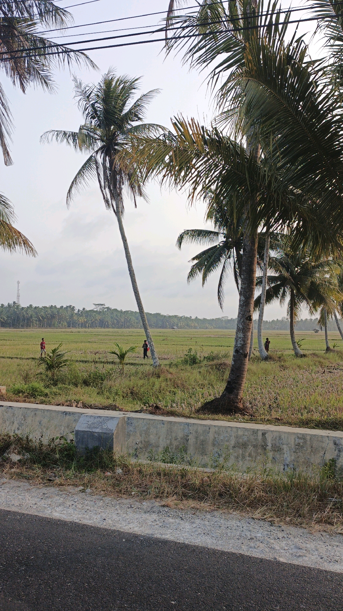 This image captures a rural scene in Cintaratu, Indonesia, likely near a rice paddy field. The foreground features a dark asphalt road bordering a low, concrete barrier overgrown with dry grass and small green shoots. Beyond the barrier, a field stretches out, appearing to be a rice paddy with some areas of shorter, dry stubble and others with greener growth.
Several coconut palm trees are prominent throughout the scene, with their fronds creating a dappled shade and framing the sky. In the mid-ground of the rice paddy, two figures can be observed. One, wearing a red shirt, is standing in the field. Further to the right, another figure, appearing to be wearing dark clothing, is also present in the field. In the distance, a dense line of coconut trees forms the horizon, with a telecommunications tower visible to the far left and a few small structures, possibly huts or sheds, interspersed within the distant tree line. The sky is overcast with a muted, pale light, suggesting early morning or late afternoon. The overall impression is one of a tranquil, agricultural landscape.