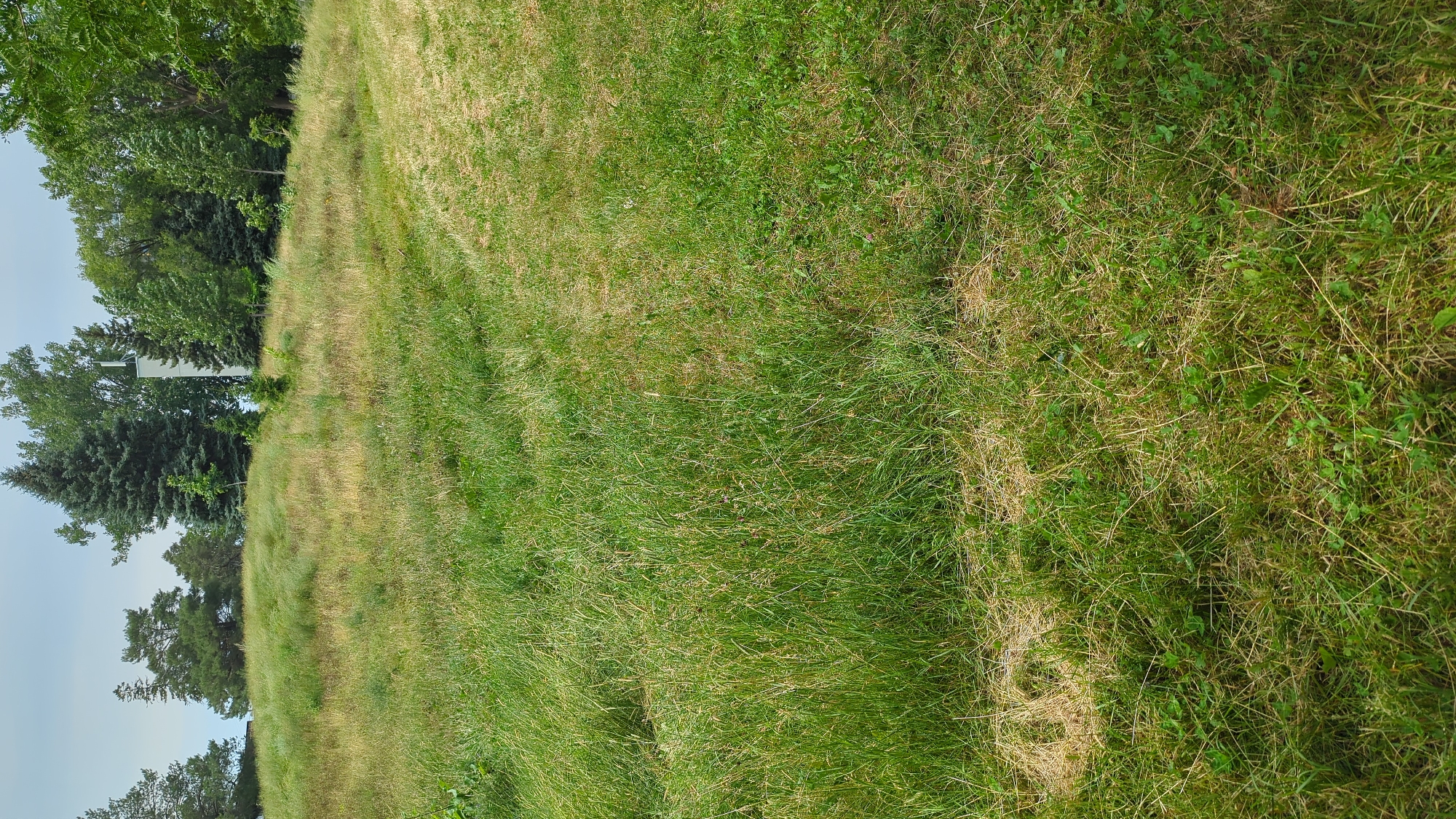 This is a photograph taken outdoors on an overcast day. The foreground and midground are dominated by a grassy field with patches of dry, yellowing grass interspersed with green blades. The grass is unevenly cut, with some areas appearing longer and more wild than others. A subtle, mown path or track is visible cutting diagonally through the grass in the midground, leading towards the right side of the frame.
In the background, a line of trees forms a natural border across the top of the frame. The trees vary in size and species, with some appearing as tall evergreens and others as deciduous trees with full green canopies. To the right of the trees, a tall, rectangular, light-colored structure, possibly a tower or building, is visible with antennas or aerials at its peak. The sky is a uniform light gray, indicating cloud cover.
The scene appears to be located in a park or undeveloped area, possibly on the outskirts of a city given the presence of the structure and the natural landscaping. Without specific landmarks or contextual information, pinpointing the exact location within Montreal, Canada is not possible based solely on the visual elements. However, the general appearance suggests a natural setting with some man-made infrastructure in the distance.