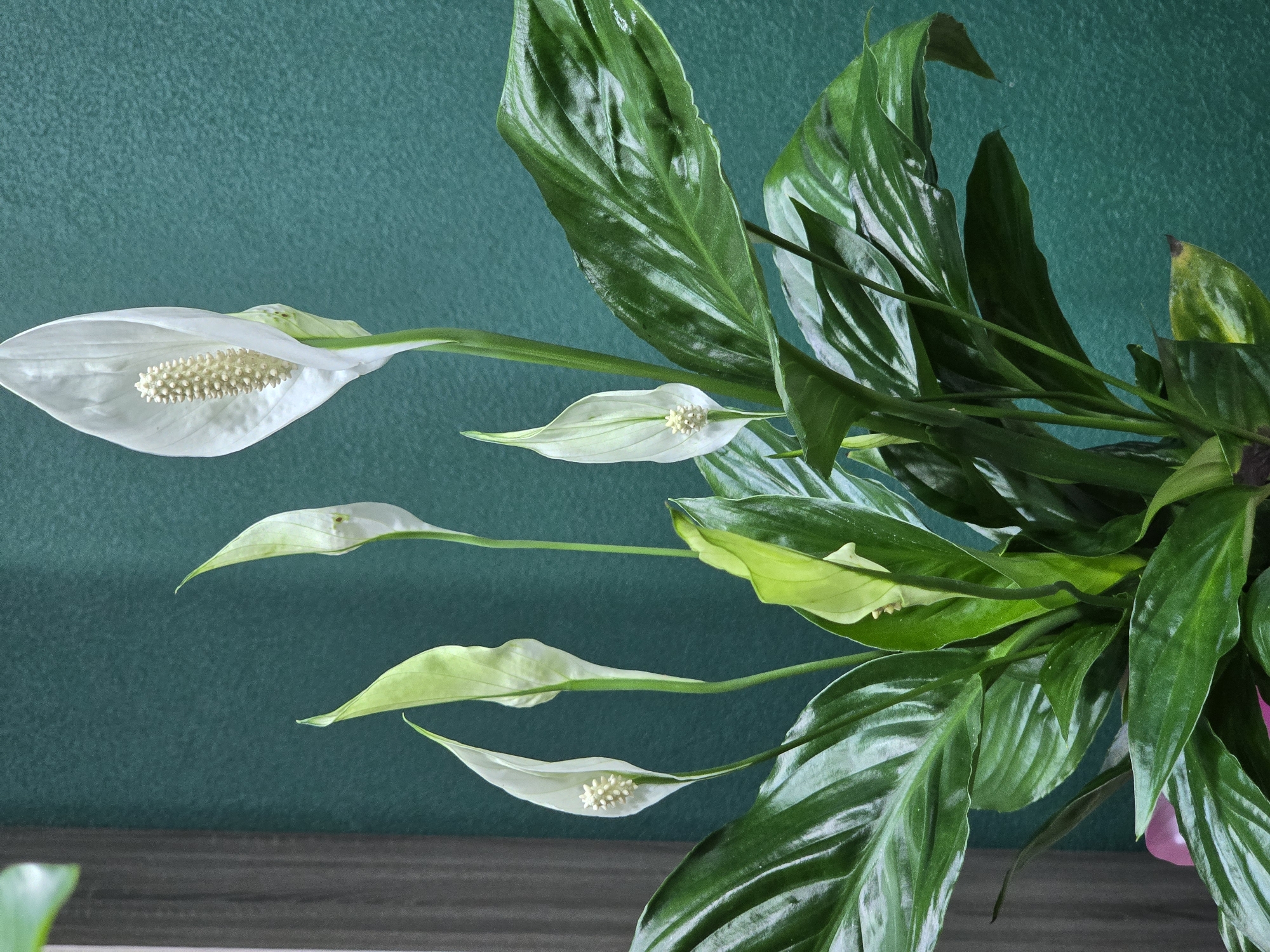 A peace lily plant with several white spathes and green leaves is positioned against a textured teal-green background. The plant is in a pot, partially visible at the bottom, and appears to be indoors. There are no people or animals present in the image. The setting does not provide any specific location clues that would indicate it is in Vyshneve, Ukraine.