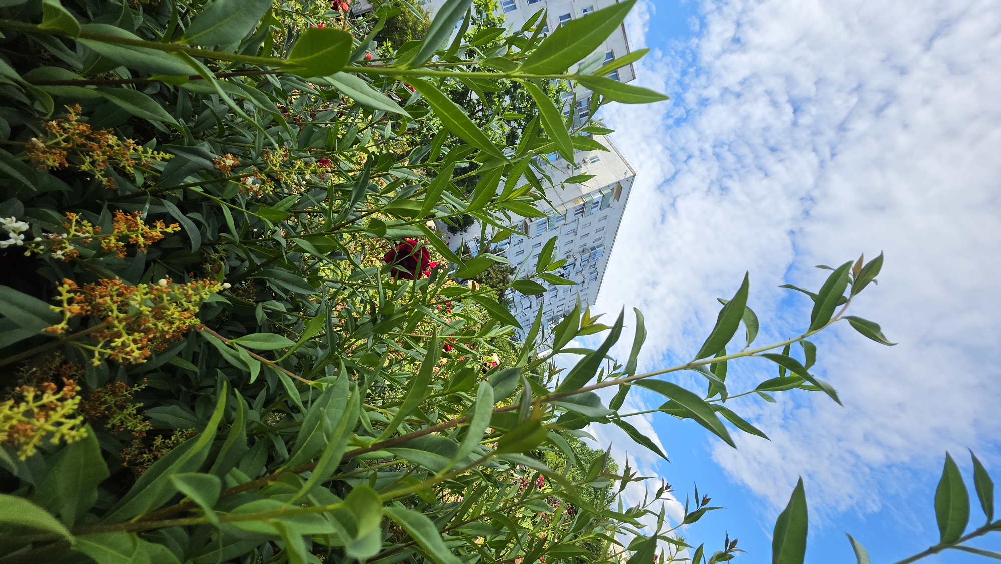 The image shows a low-angle view of green plants and flowers in the foreground, with a building in the background under a cloudy sky. The plants are lush and leafy, with some clusters of small yellow and orange flowers. A single red rose is visible deep within the foliage. The building is a multi-story apartment complex, its white facade contrasting with the greenery. The sky is blue with scattered white clouds. The perspective suggests the image was taken from within a garden or park area, possibly in an urban setting given the presence of the building. The overall impression is one of nature encroaching on an urban environment.