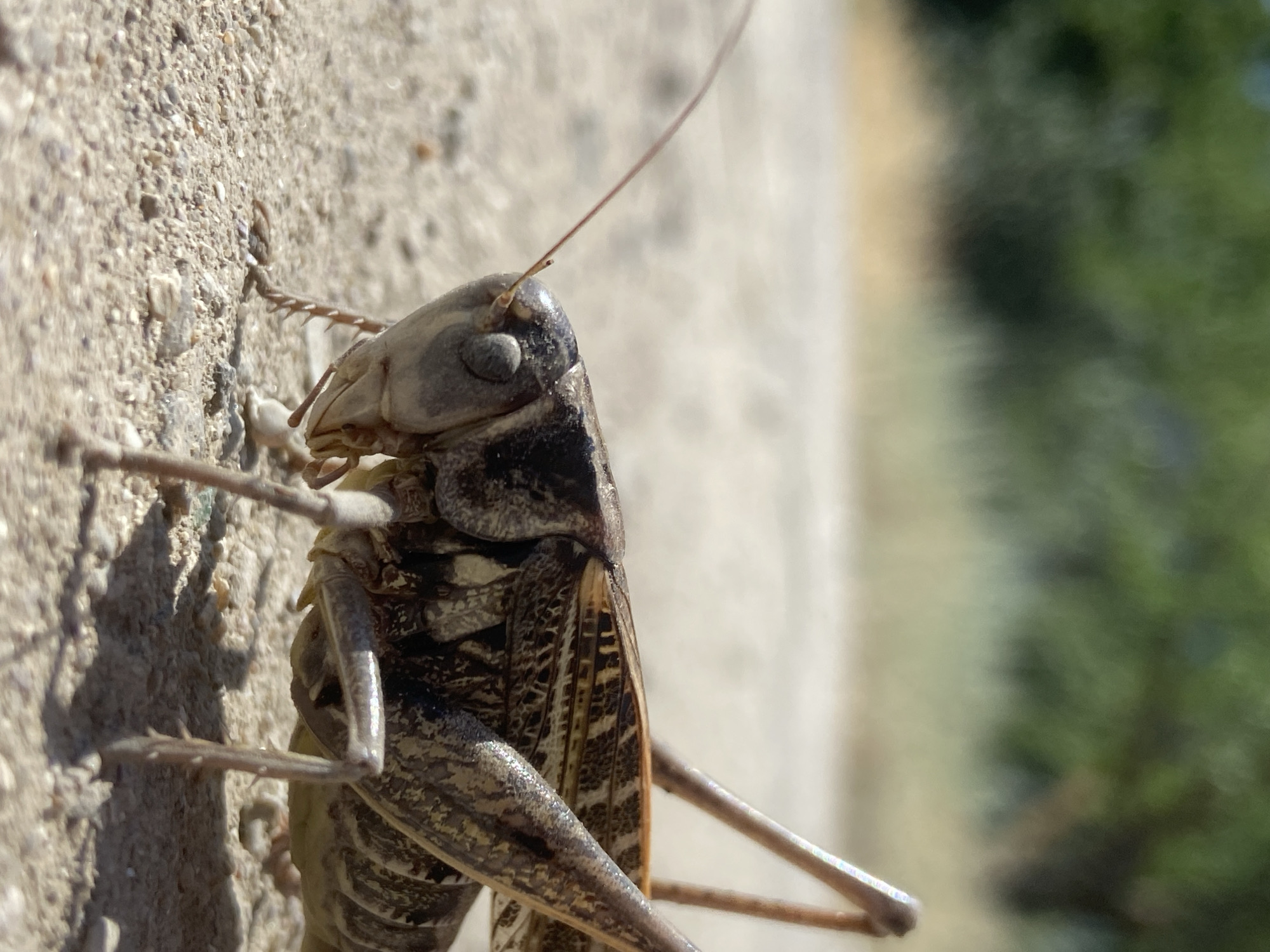 A close-up, side-view photograph captures a grasshopper clinging to a textured, light-colored wall. The grasshopper's body is predominantly gray and brown with intricate patterns. Its head is turned towards the left, revealing a large, dark eye and a slender antenna extending upwards and to the left. The grasshopper's legs are visible, with spiny protrusions on the hind legs, suggesting it is a mature specimen. One of its forelegs is clearly in focus, gripping the rough surface of the wall. The wall itself is a pale beige, speckled with small pebbles and grains of sand, indicating an outdoor setting.
To the right of the grasshopper and the wall, the background is softly blurred. A vertical band of lighter, yellowish-brown runs down the center-right of the image, possibly representing a path or a different surface. Beyond this, a swath of lush green foliage, out of focus, suggests trees or bushes. The lighting indicates it is daytime, with bright sunlight casting a subtle shadow of the grasshopper on the wall to its left. There is no visible text in the image. The overall impression is one of a natural encounter, focusing on the intricate details of the insect and its immediate environment.
