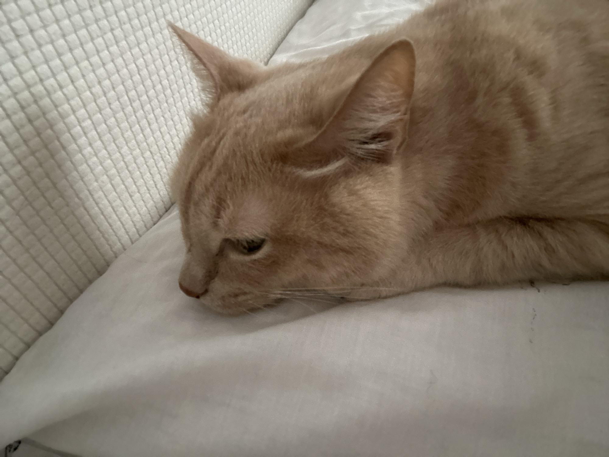 An adult domestic cat with light orange-buff fur and subtle tabby markings is depicted resting on a white, soft fabric surface. The cat's head is oriented to the left, with its muzzle, nose, and closed or nearly closed eyes visible. Its pointed ears are upright. The body extends partially to the right. The immediate resting surface appears to be a pillow or bedding. Behind the cat, to the upper left, an off-white, textured surface with a square grid or quilted pattern is visible, likely part of a sofa or headboard. The scene is located within an indoor setting in the city of Chaikovsky, Russia.
