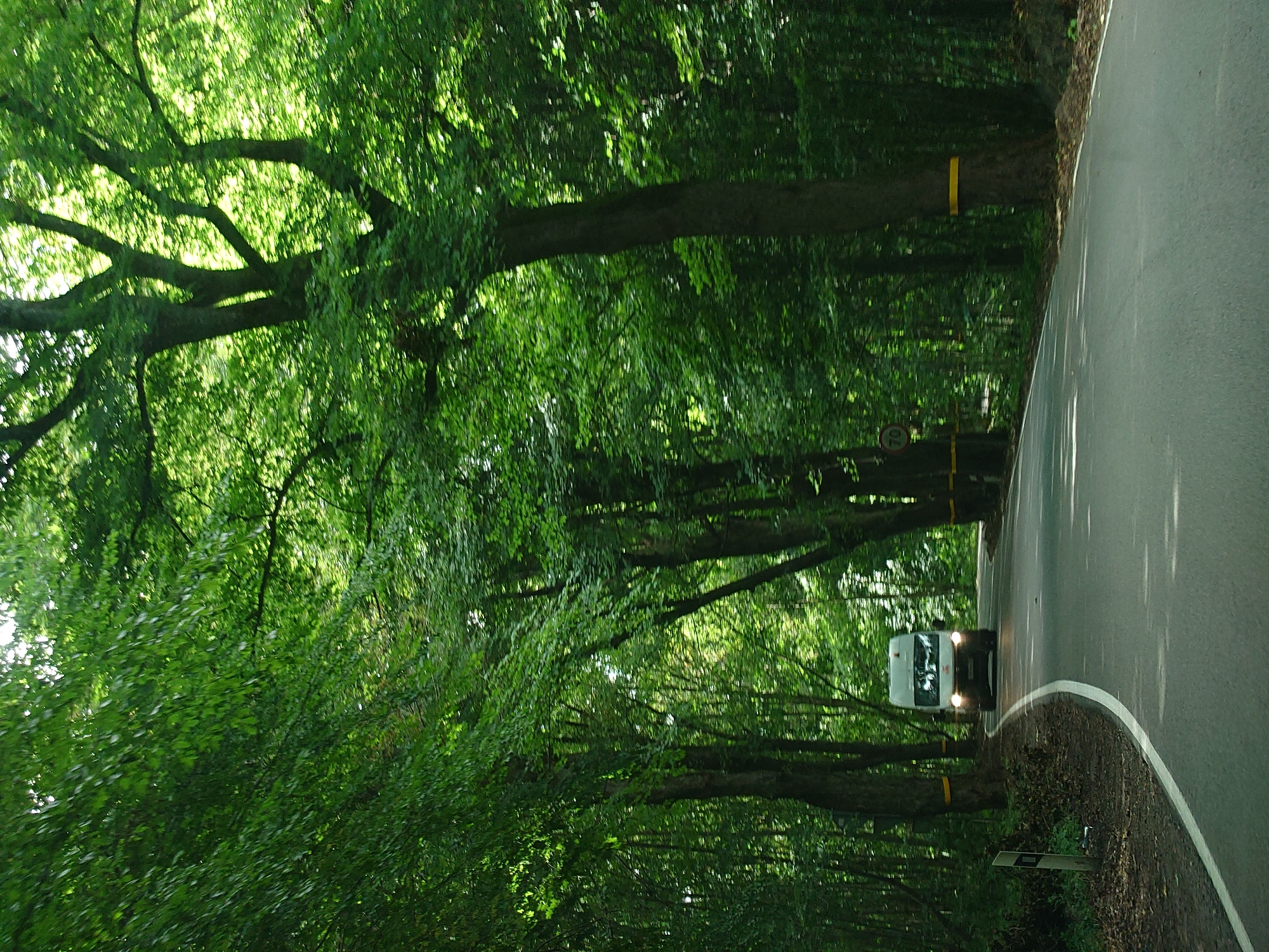An asphalt road curves through a dense forest. The road is bordered by lush green trees with thick foliage. Sunlight filters through the leaves, creating dappled patterns on the road. A white van with its headlights on is driving on the road, heading towards the viewer. The van has a red emblem on its front. There are yellow bands wrapped around the trunks of some of the trees. A speed limit sign with the number "70" is visible on the left side of the road. The overall scene depicts a serene drive through a shaded forest road.