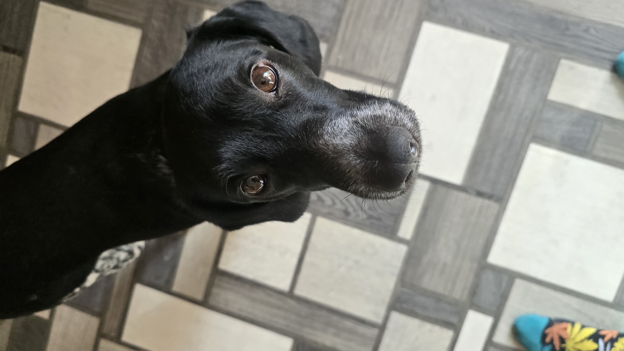 The image, taken from a high angle, shows a black dog with brown eyes looking directly up at the camera. The dog's fur is short, and its muzzle shows some graying. The dog is standing on a floor with a patterned tile design, featuring alternating light and dark gray and cream-colored rectangular tiles. To the left, a foot wearing a colorful sock with a leaf pattern is partially visible. The background consists solely of the tiled floor and the dog. The scene appears to be indoors, likely in a residential setting. There are no identifiable landmarks or contextual elements to place this image specifically within Novohuivynske, Ukraine.